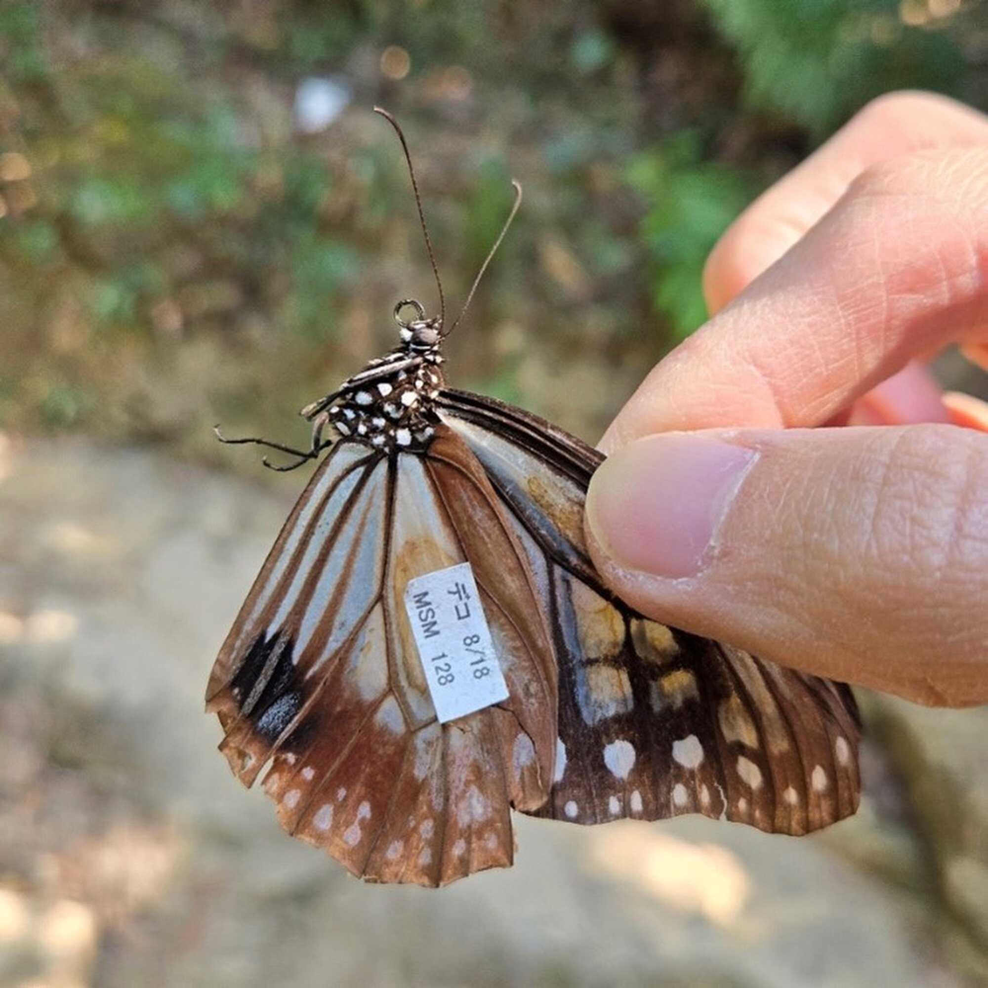 The adult male chestnut tiger was found to be at least 124 days old. Photo: Yuet Fung Ling