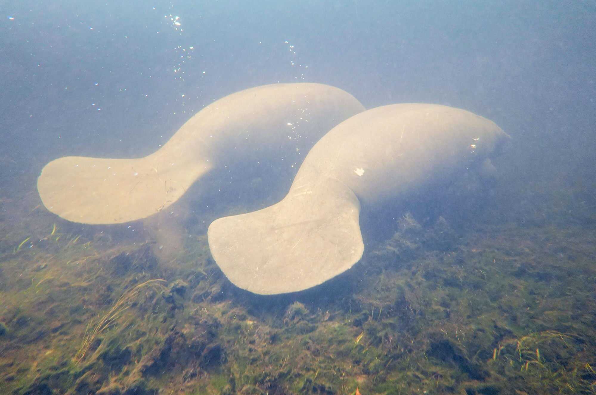 Manatees are large, fully aquatic marine mammals sometimes known as sea cows. Photo: AFP