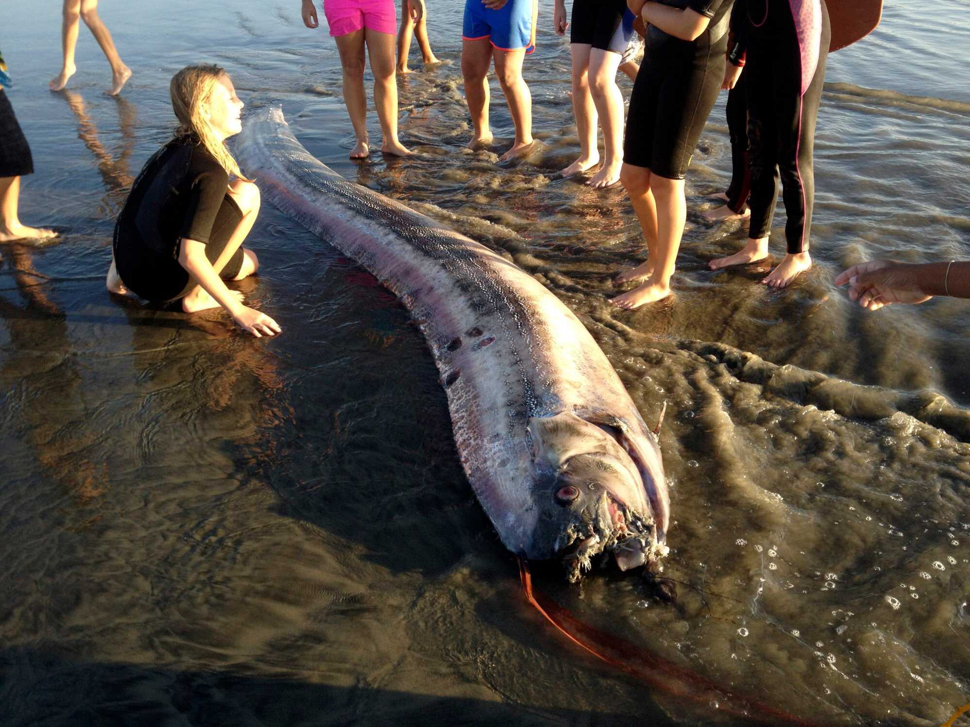 This image shows an oarfish that washed up on the beach in the US state of California. It measured nearly 14 feet long. Photo: AP/Mark Bussey