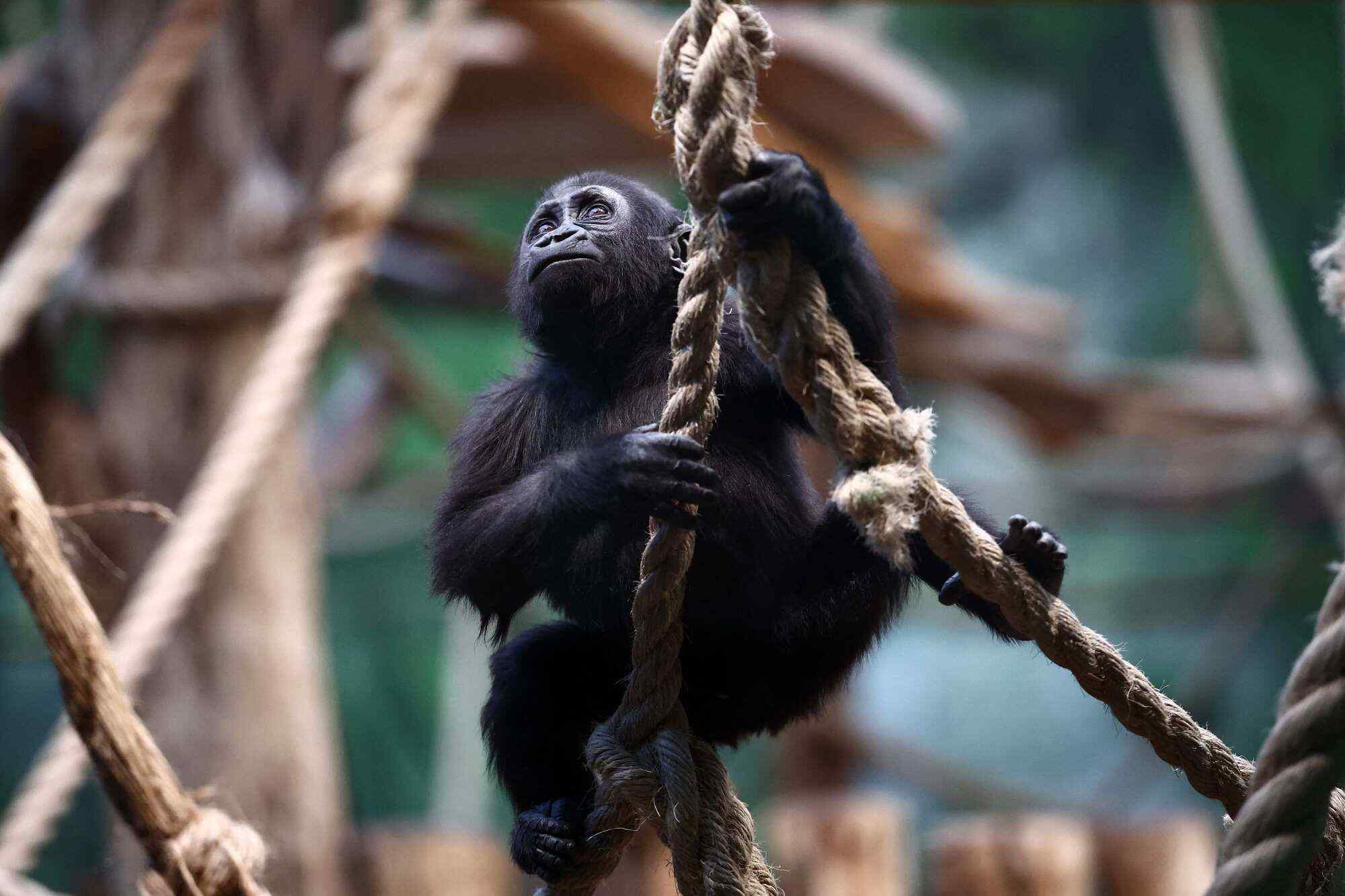 Venus, a 10-month-old Western lowland gorilla, is pictured during the annual stocktake at London Zoo. Photo: AFP