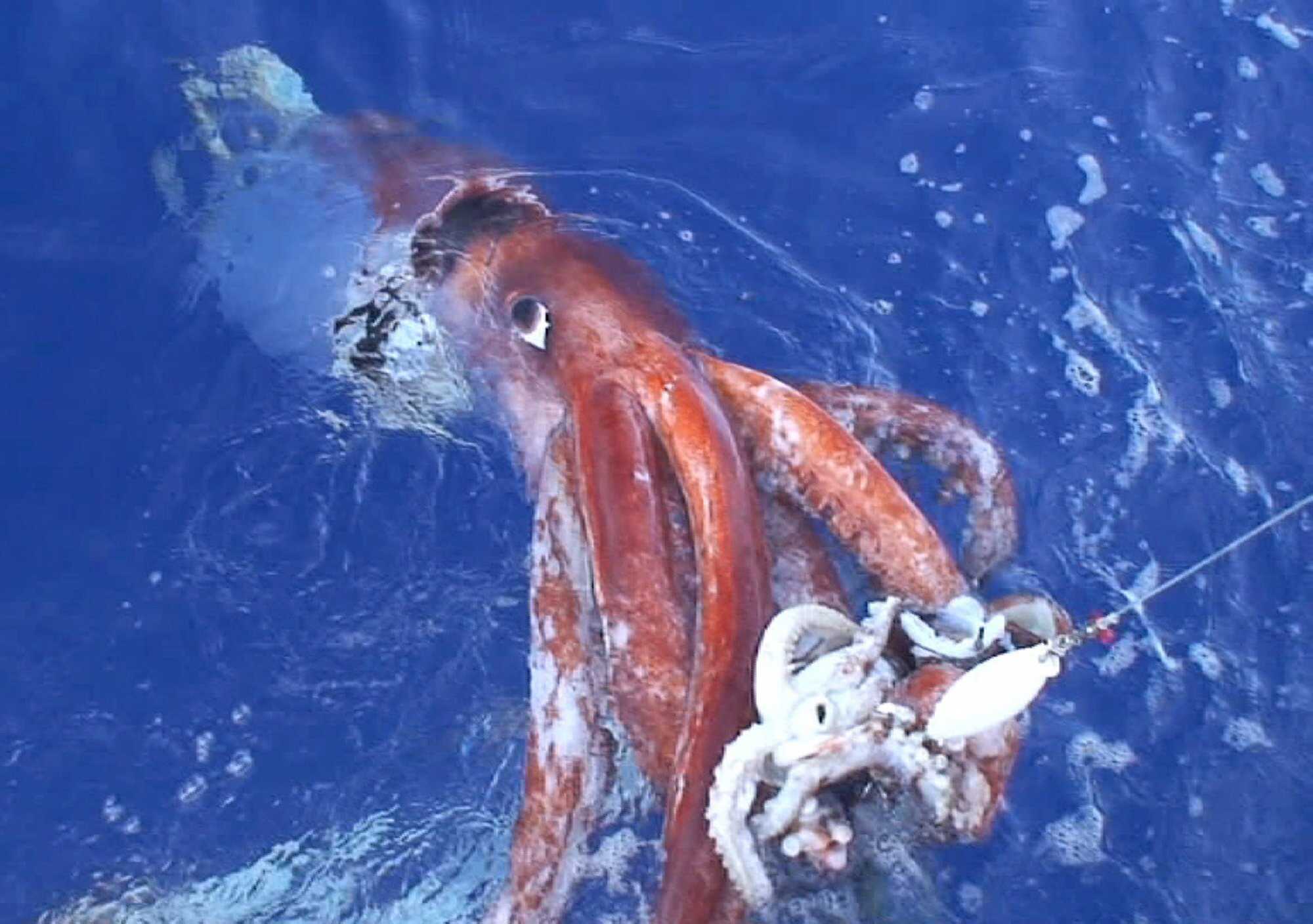 This picture shows a deep-sea giant squid which scientists of Japan’s National Science Museum caught at 640 metres deep. Photo: AFP/The National Science Museum