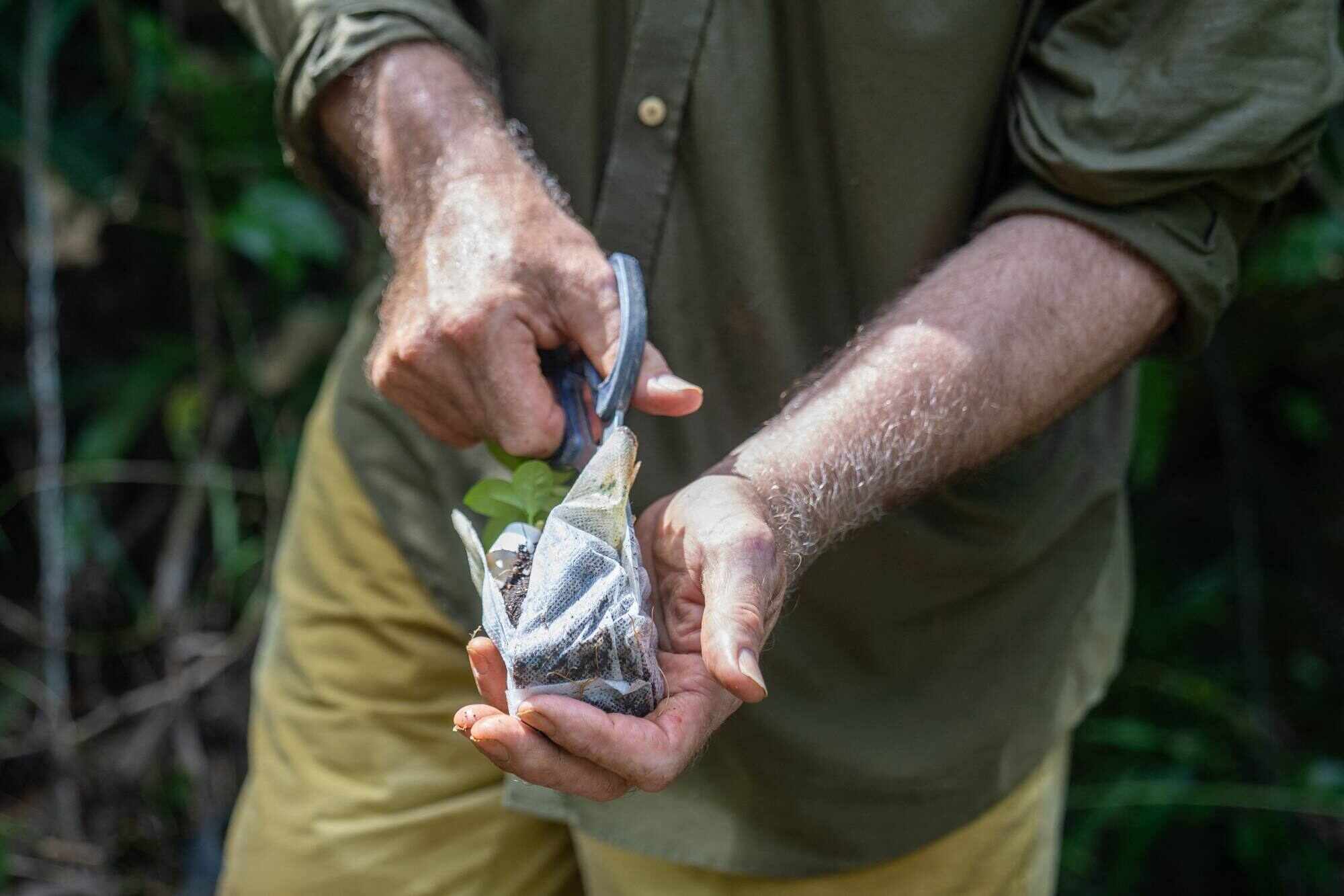 Illegal logging of incense trees in Hong Kong is on the rise, driven by black market demand for the valuable agarwood. Photo: AFP