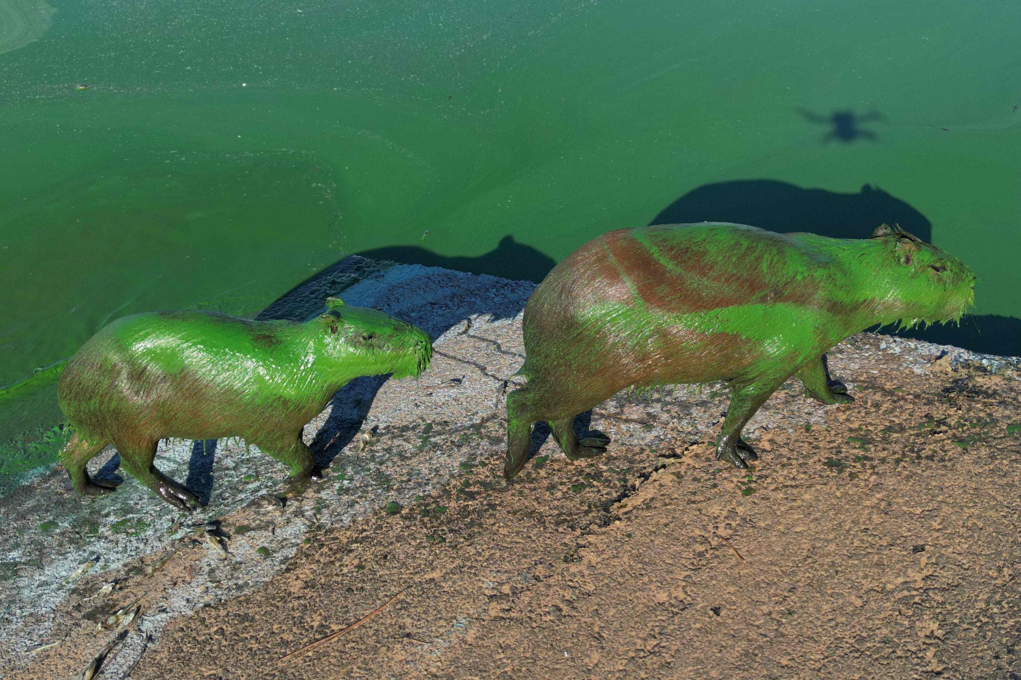 “Green capybaras” spotted near a lake in Argentina. Photo: AFP