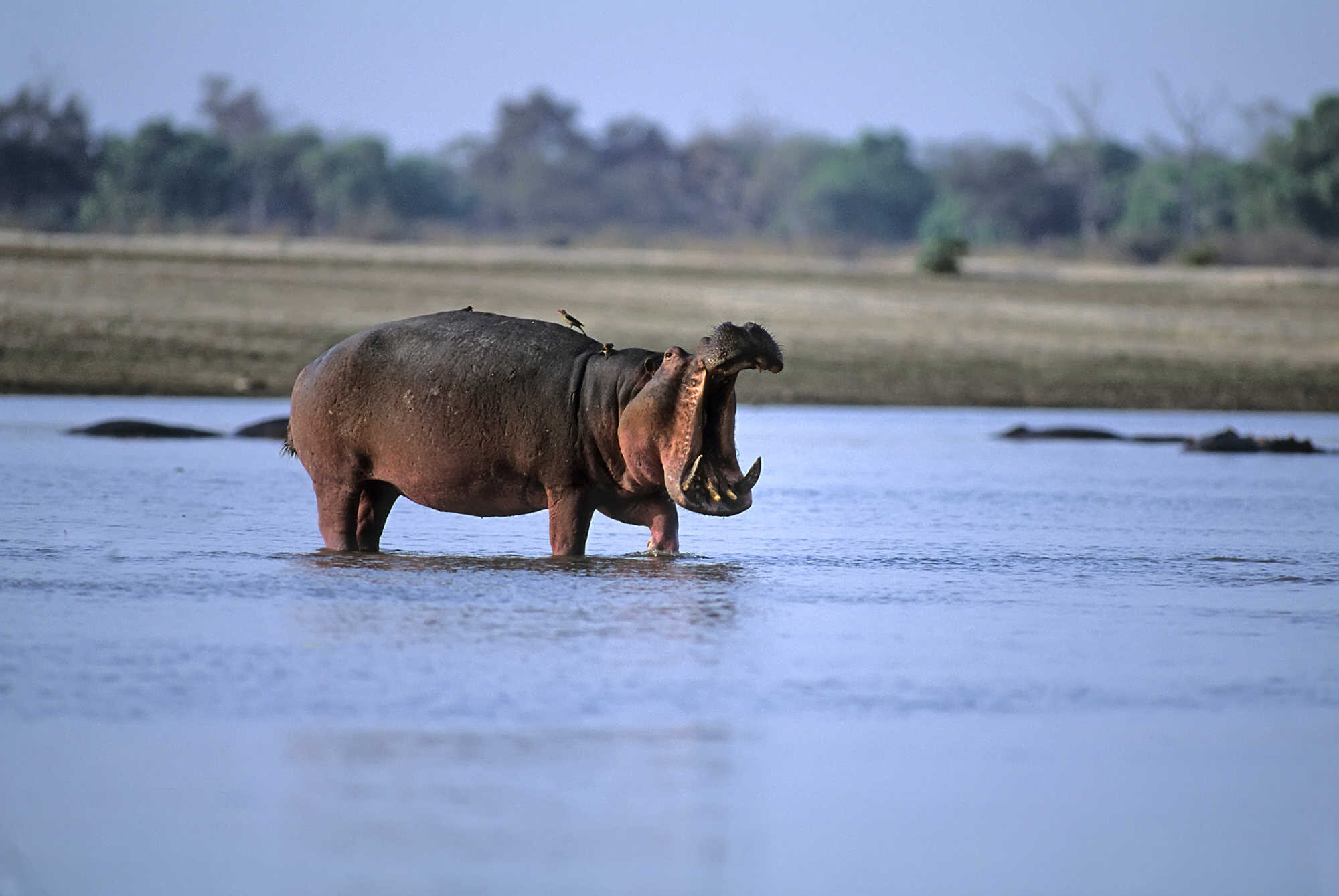 Hippos are known to be fiercely territorial animals. Photo: TNS