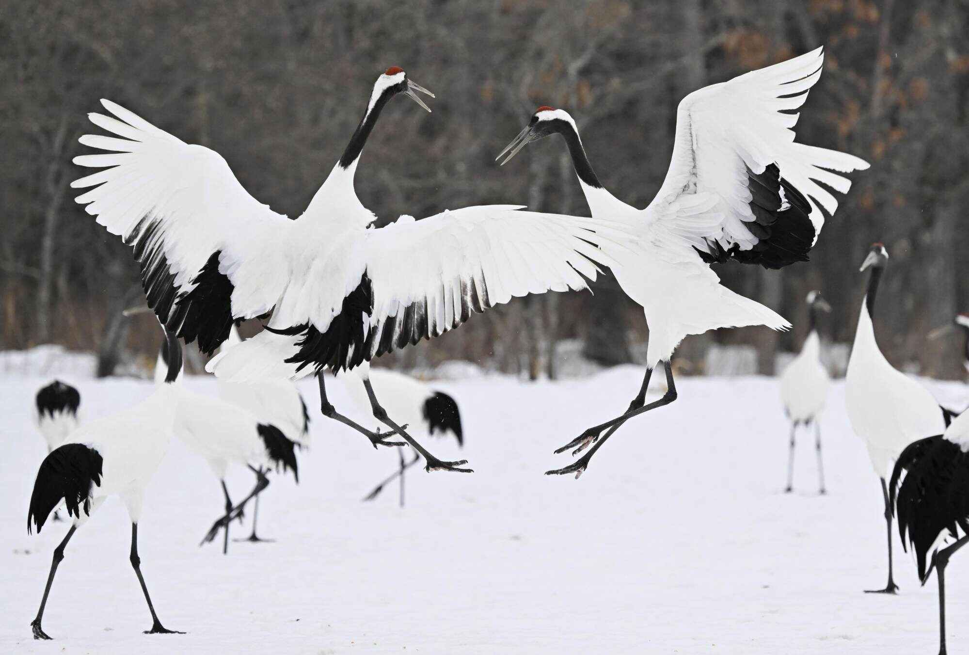 Red-crowned cranes, designated as a Japanese special national treasure, are in mating season on their snow-covered feeding grounds in the Hokkaido village of Tsurui, northern Japan. Photo: Kyodo
