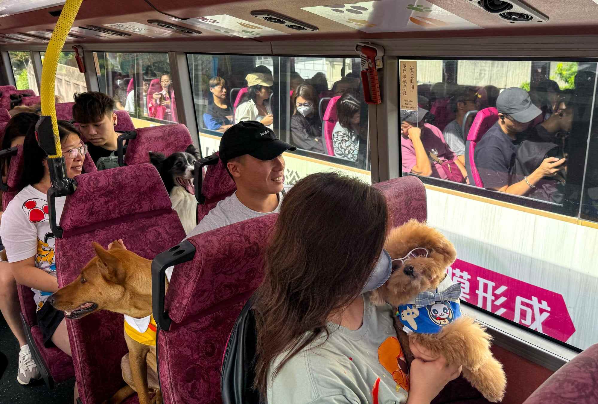 Hong Kong’s public transport operators are aiming to cater to pet owners while balancing public acceptance. Photo: Lo Hoi-ying