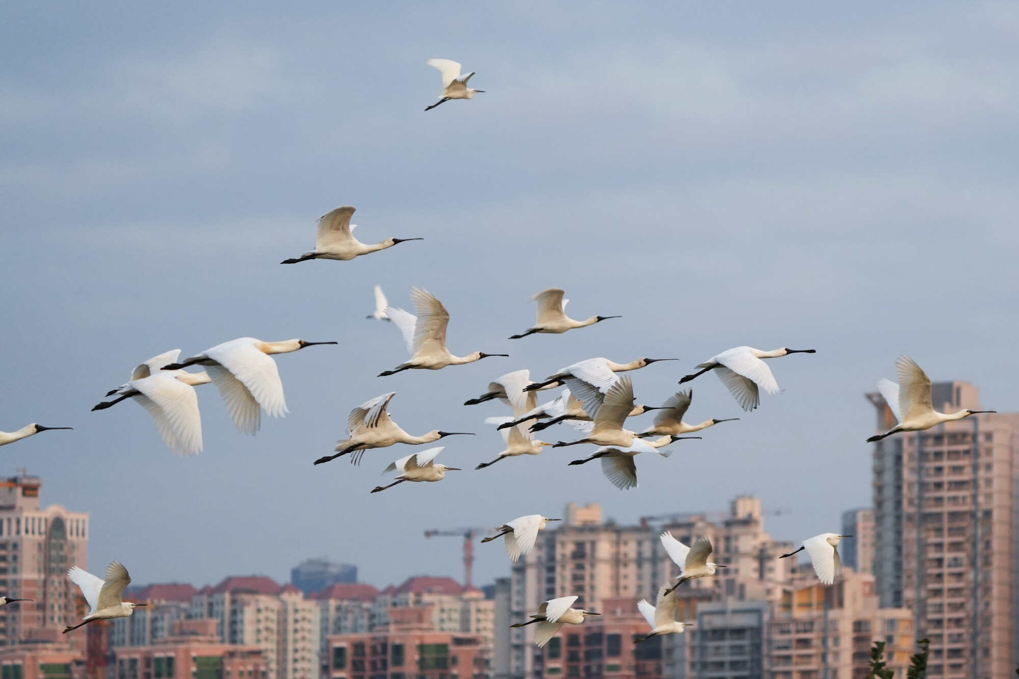 Globally threatened species, including the endangered black-faced spoonbill, have been spotted at the duck pond. Photo: HKBWS