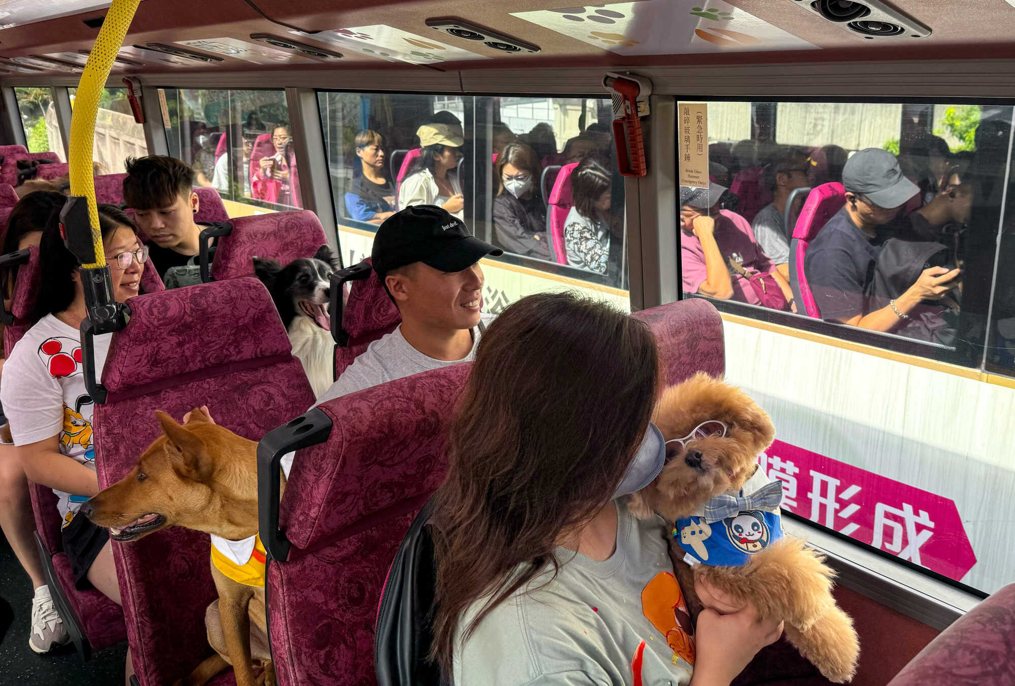 More animal-friendly services are being considered after the success of KMB’s pet-friendly bus service, the first of its kind in Hong Kong. Photo: Lo Hoi-ying