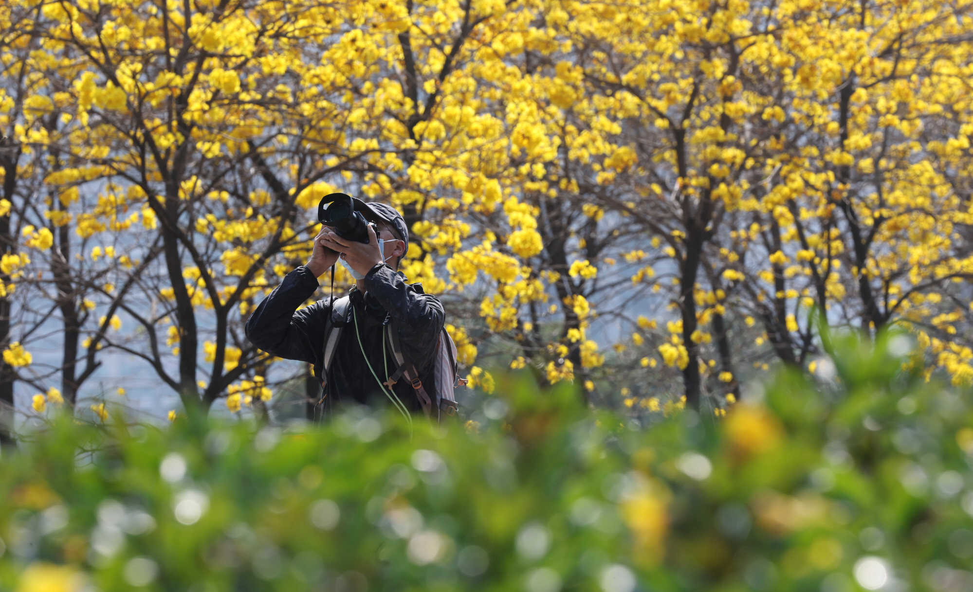 Photographers flock to several Hong Kong spots each spring to capture the fleeting bloom of golden trumpet trees, a stunning sight lasting just weeks. Photo: Edmond So