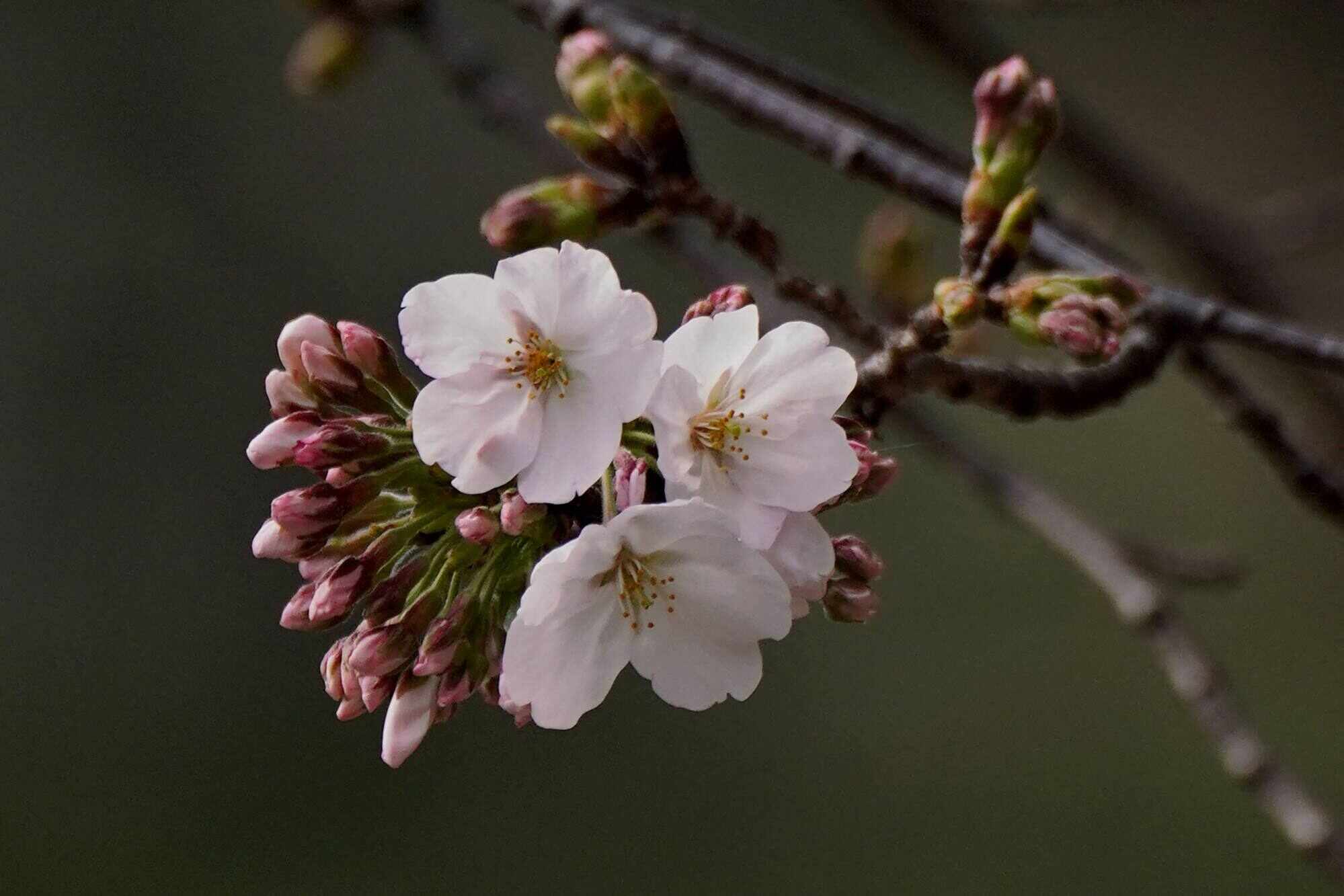 Japan’s famed cherry trees are getting old, but a new AI tool that assesses photos of the delicate pink and white flowers could help preserve them for future generations. Photo: AFP