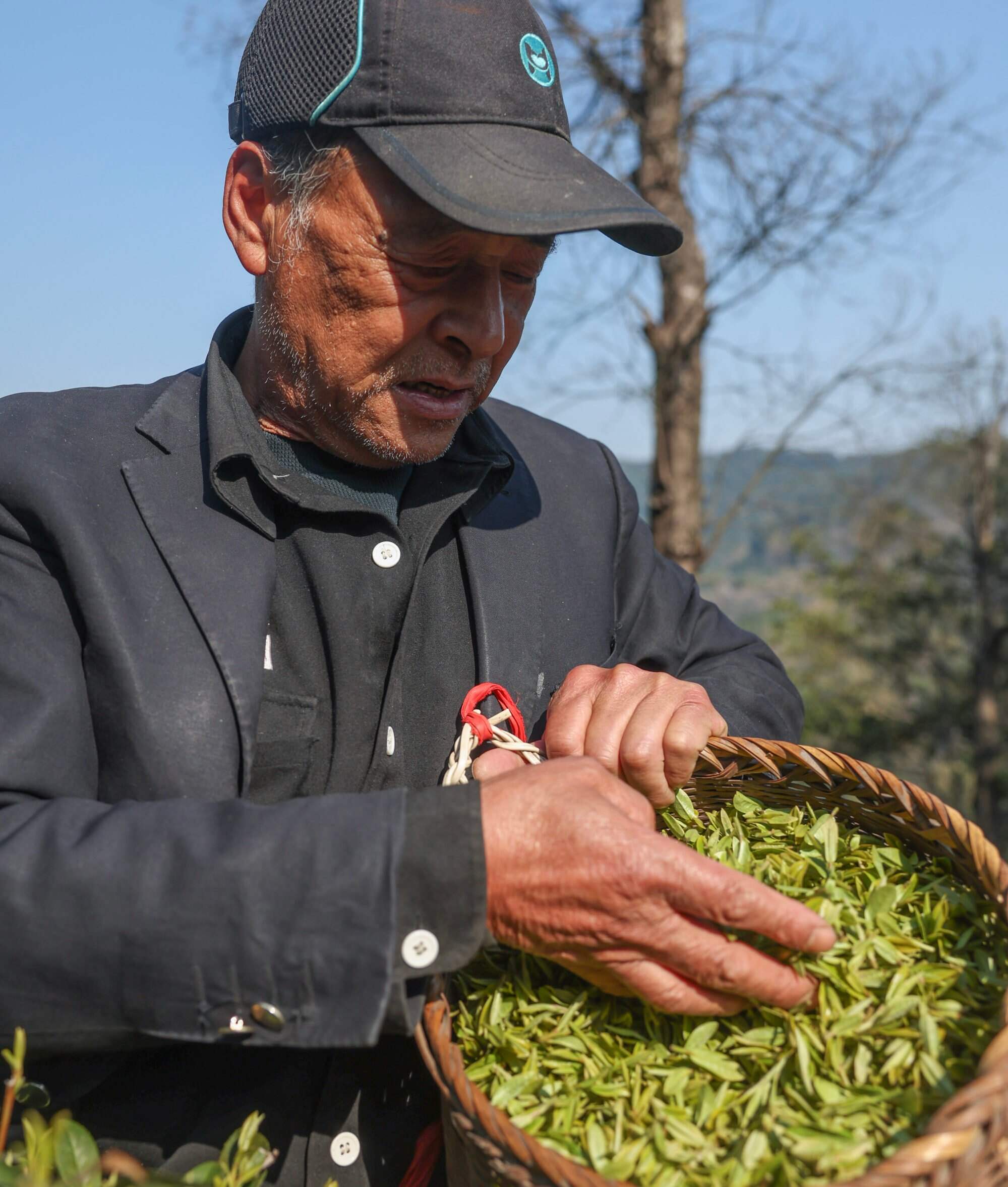 Tea farmer Weng Yongpei checks newly picked West Lake Longjing tea leaves. Photo: Xinhua
