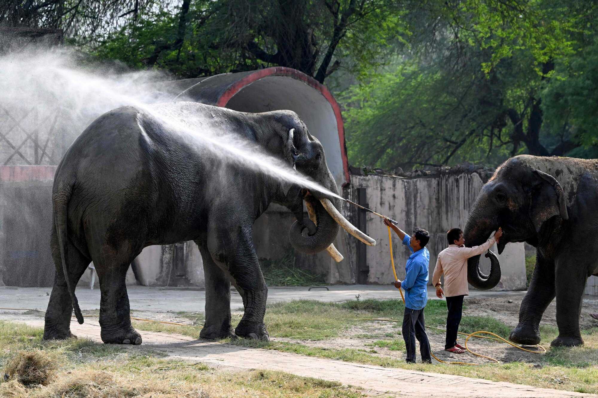 An elephant bathes to beat the heat on a hot summer day, at the National Zoological Park in New Delhi. Photo: AP