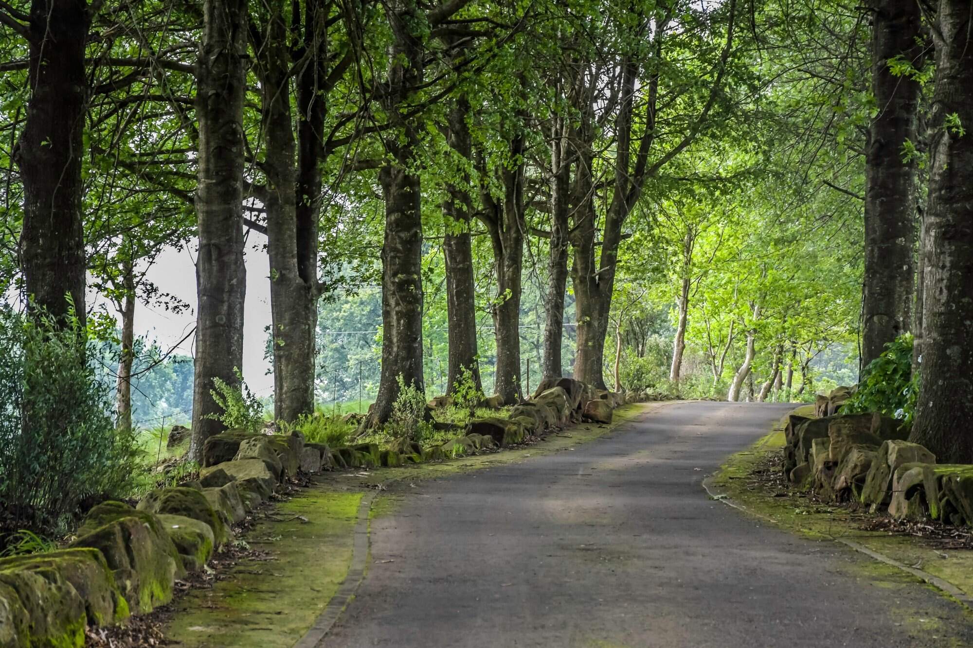 A peaceful walk in nature can be good for your physical and mental health. Photo: Shutterstock
