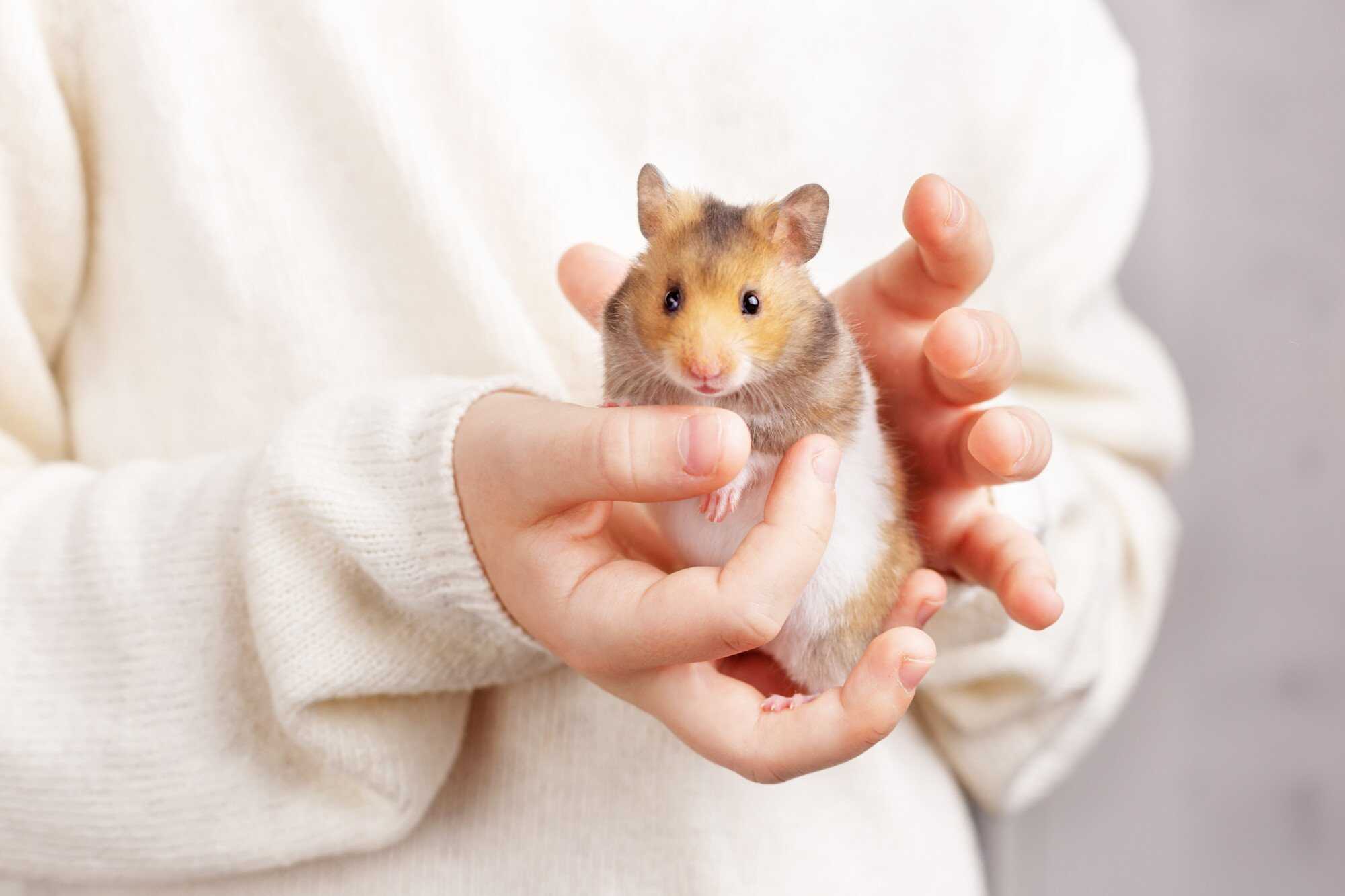 Make sure to approach your hamster calmly and quietly so you don’t startle him. Photo: Shutterstock