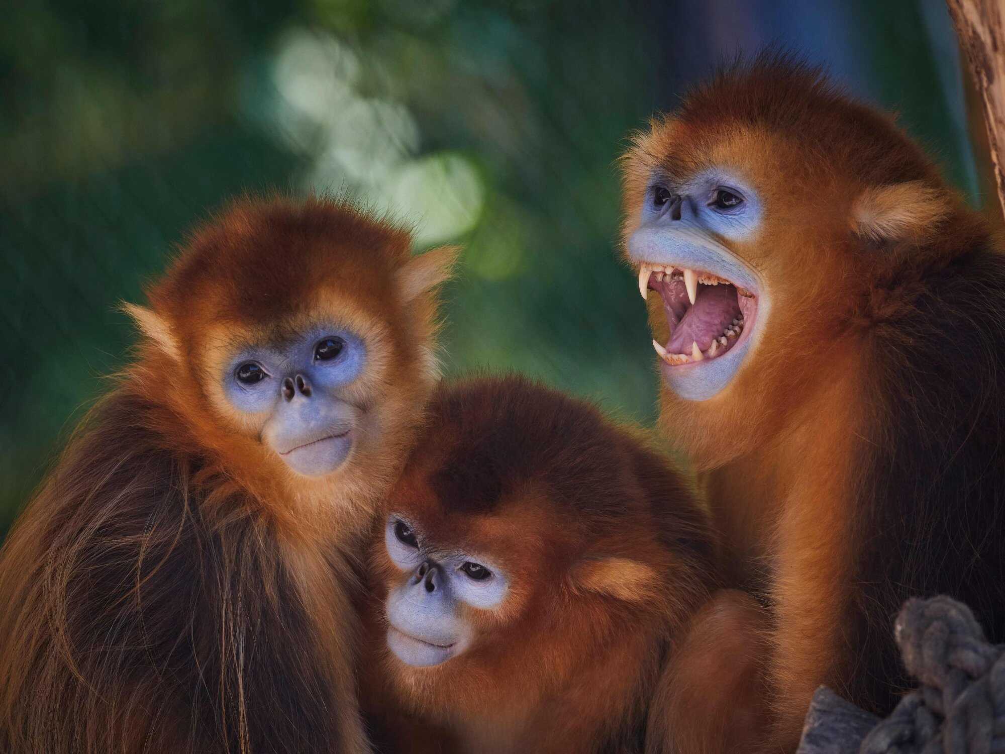 Beauval Zoo in France is the first zoo outside Asia to host golden snub-nosed monkeys. Photo: AFP