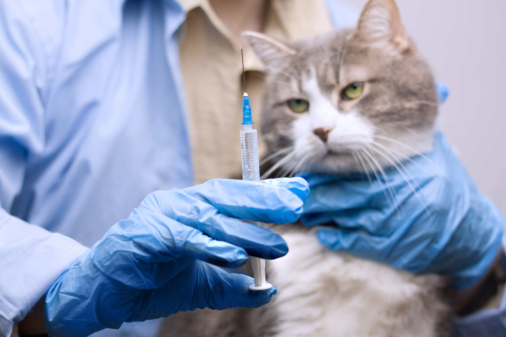A vet prepares to give a cat a vaccine. Photo: Shutterstock
