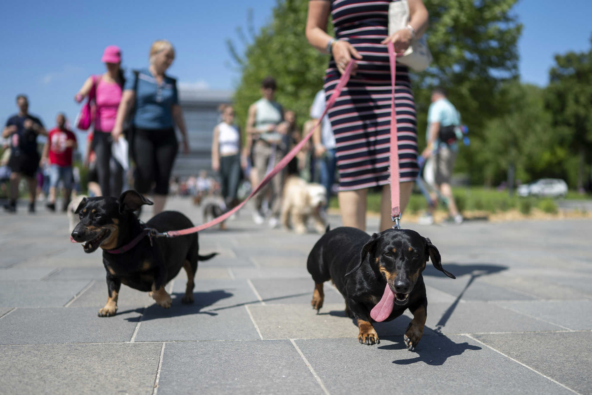 The dachshunds settled for a Hungarian record but fell short of the Guinness mark. Photo: AP