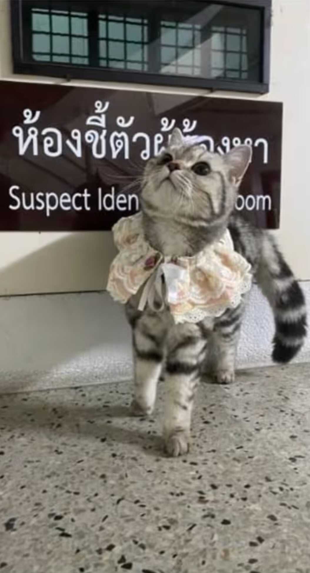 Owners adorned their beloved cat with a delicate lace collar at the police station, marking the occasion with style. Photo: Parinda Yukol Pakeesuk/Facebook