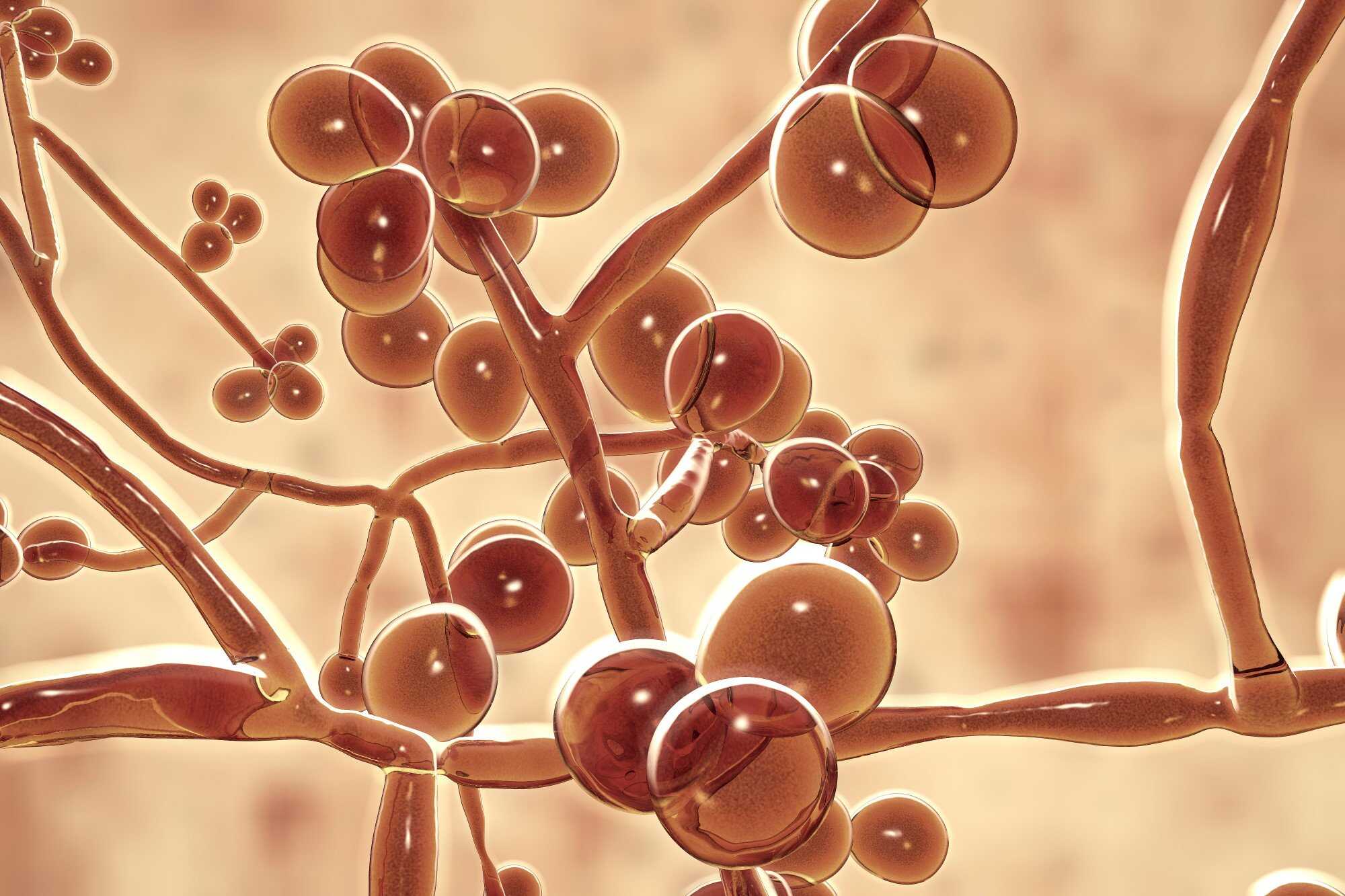 The overuse of antifungals in agriculture and medicine is fuelling the threat of resistance, warned the CNRS and WHO. Photo: Shutterstock