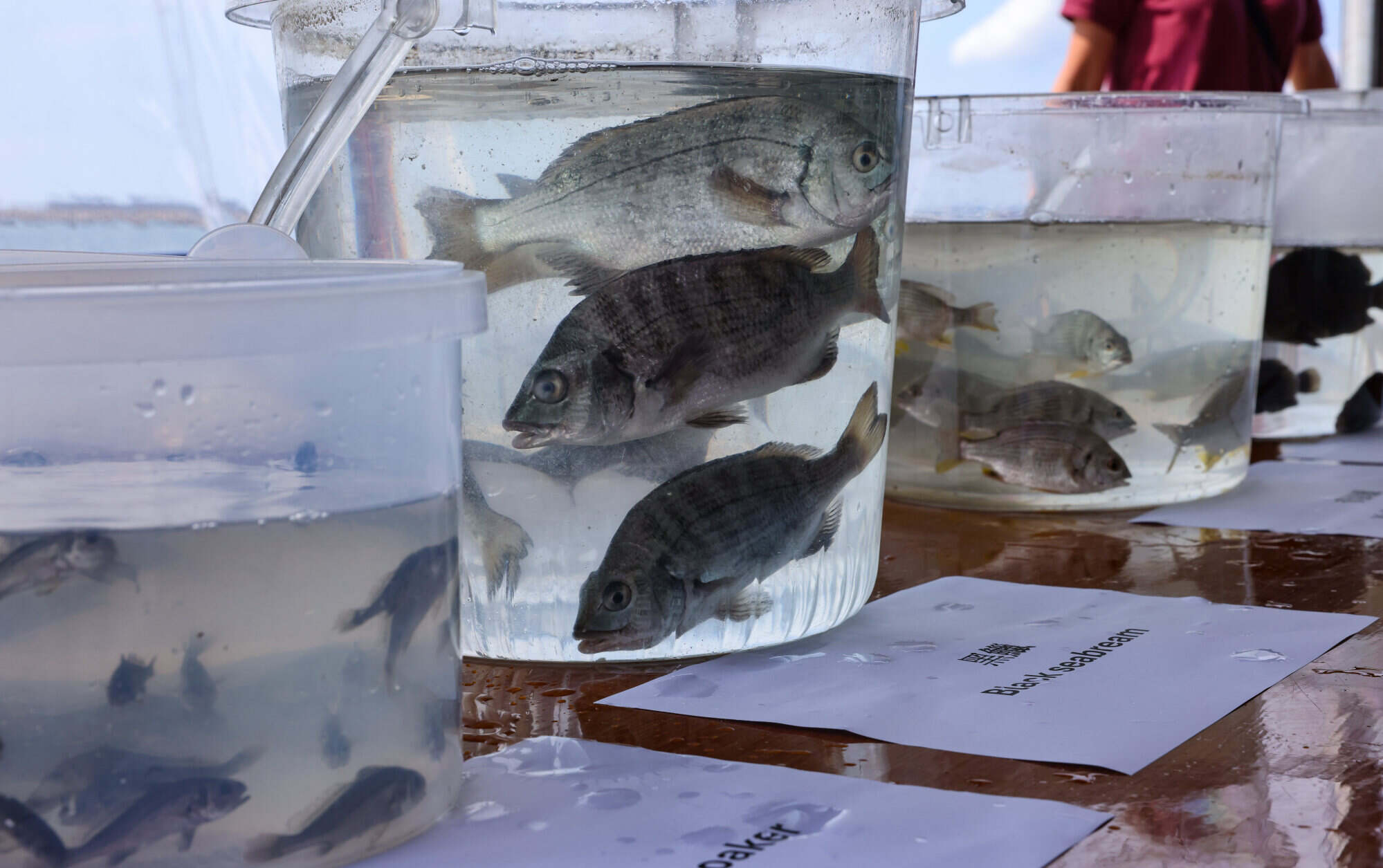 The fish introduced near the airport comprised four species: the black seabream (pictured), green grouper, the yellowfin seabream and the white flower croaker. Photo: Nora Tam