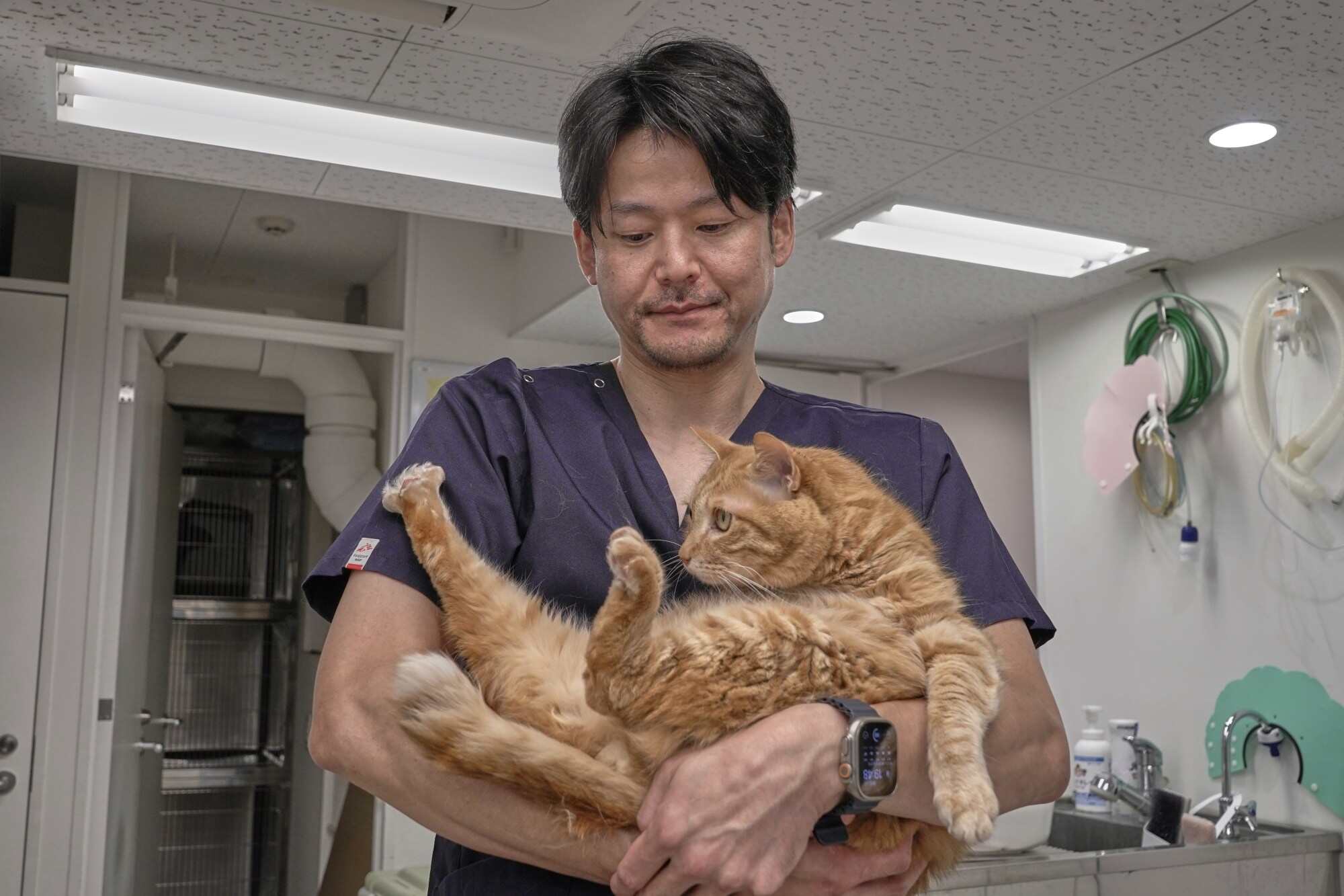 Veterinary surgeon Soshin Yamamoto holds his bobtail cat, Katsuo, at his practice in Tokyo. Photo: AP