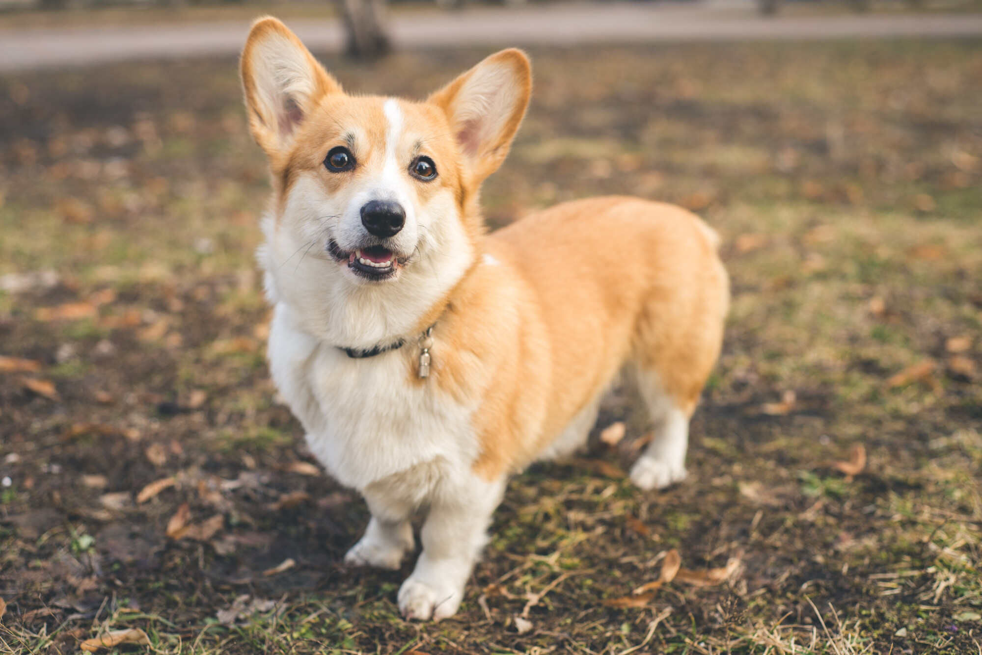 Many people crop corgi tails to make them look cute, but this is very harmful for the dog. Photo: Shutterstock