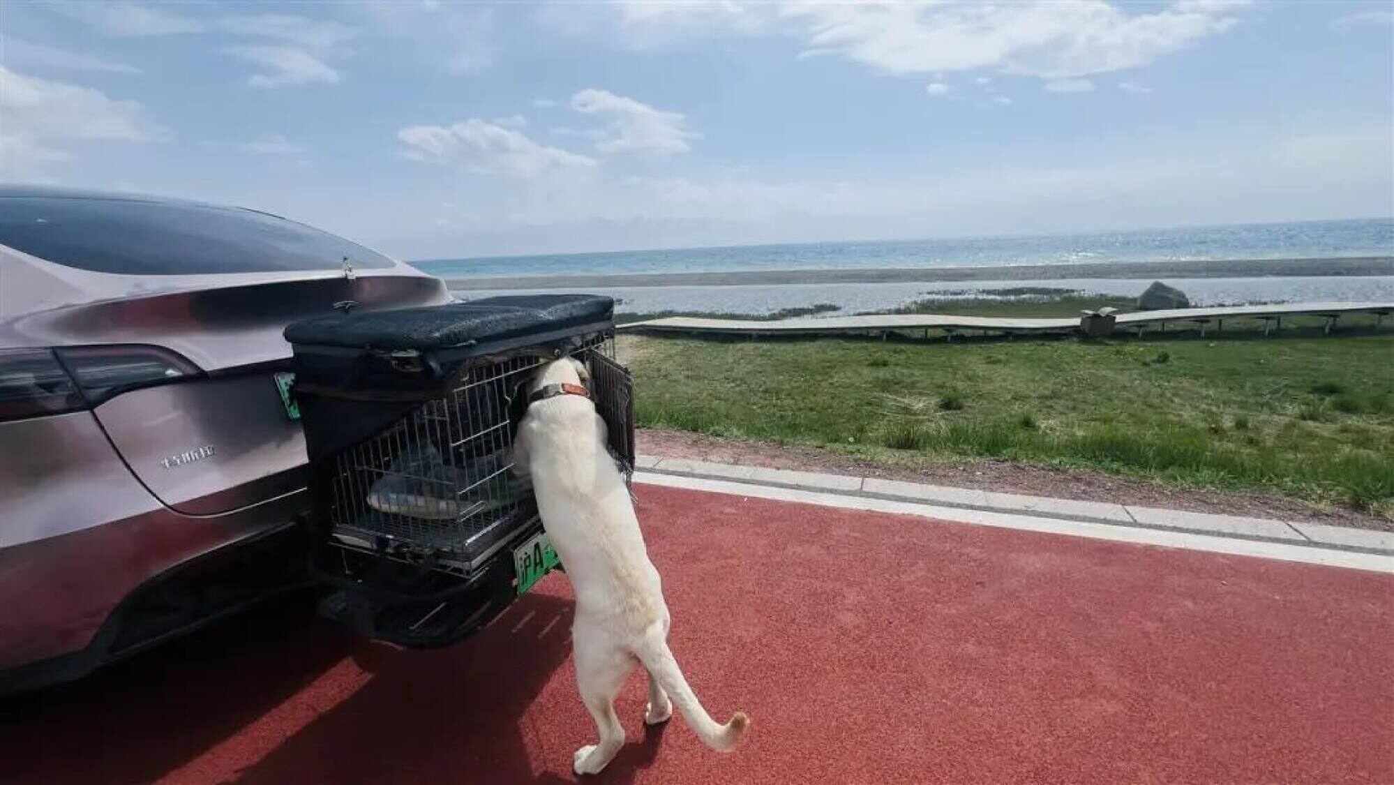 A Chinese man named Hao and his carsick dog Mimi have travelled 13,000km. Photo: Baidu