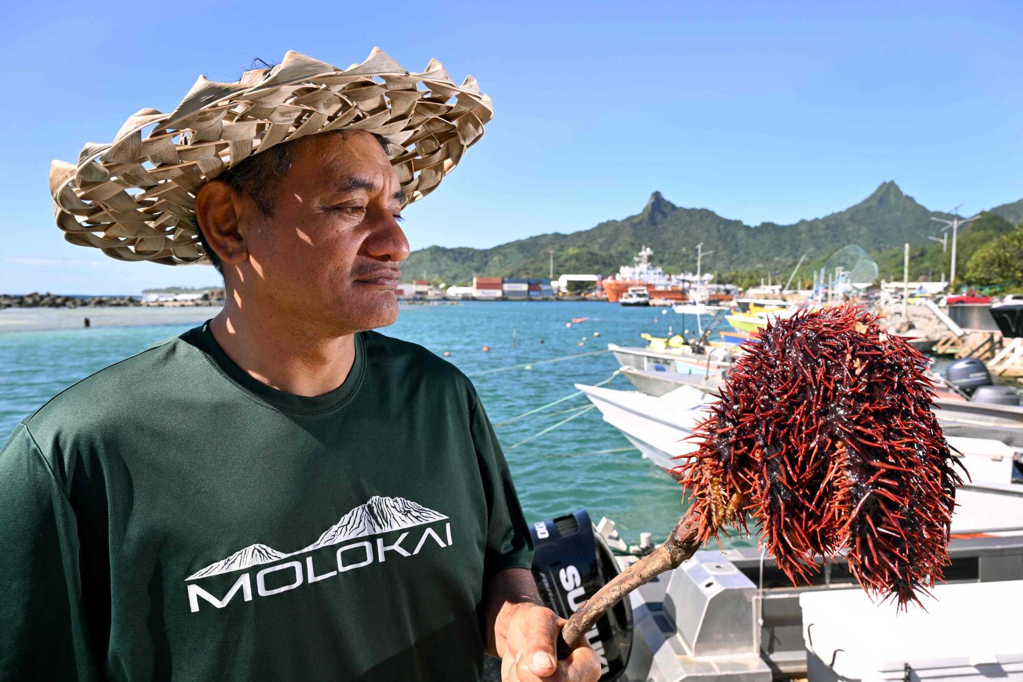 Marine biologist Teina Rongo holds a crown-of-thorns starfish collected from a reef off Rarotonga in the Cook Islands. Photo: AFP