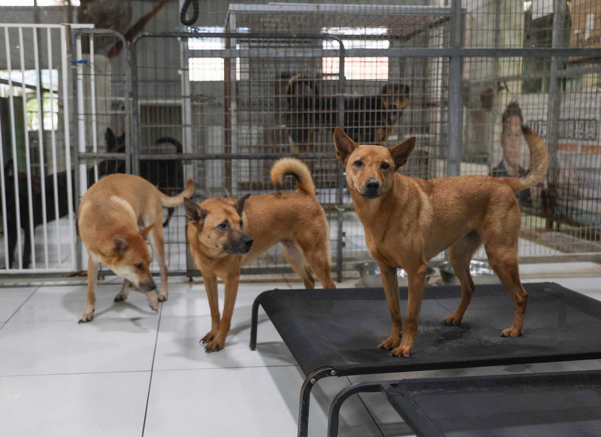 Dogs at the Paws Guardian Rescue Shelter in the New Territories. Photo: Edmond So