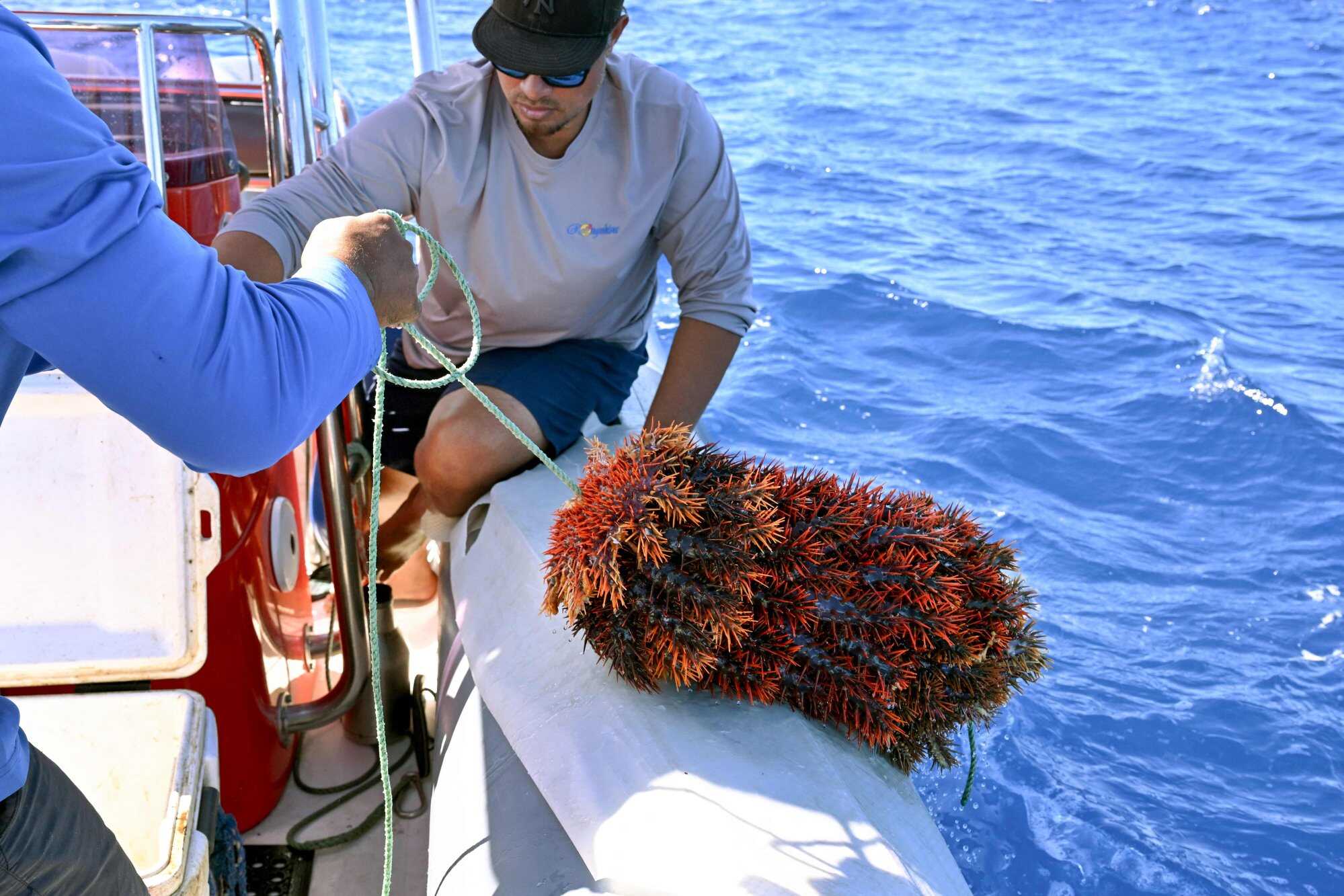 Members of the environmental group Korero O Te Orau pull crown-of-thorns starfish onto their boat. Photo: AFP