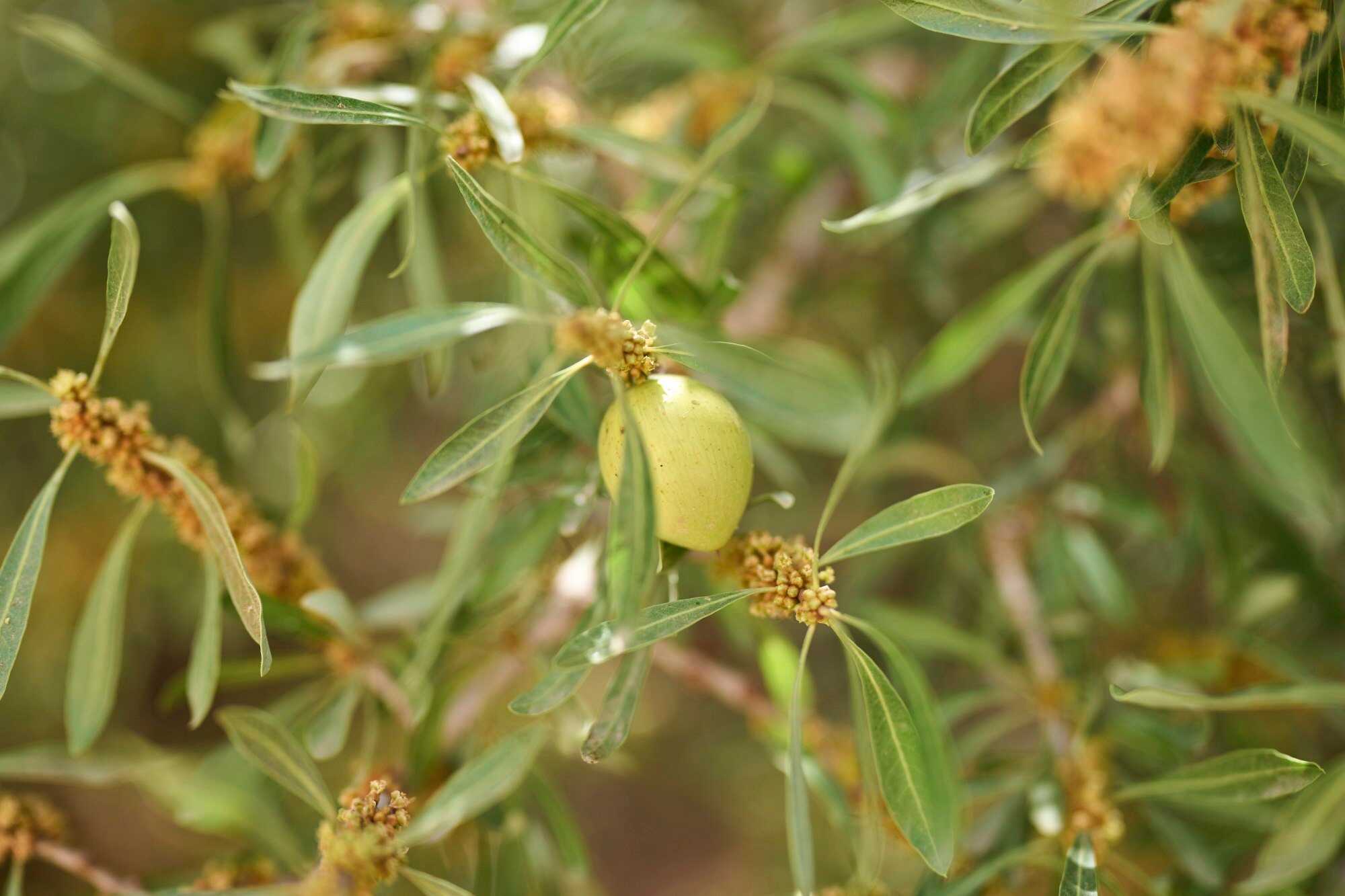 A fruit hangs on an argan tree, in Essaouira, Morocco. Photo: AP