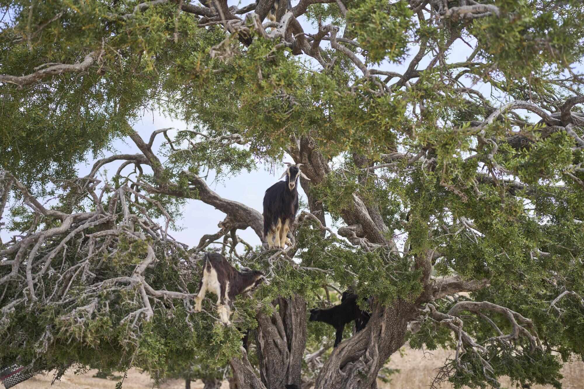Goats climb trees, chomp their fruit and eventually disperse seeds as part of the forest’s regeneration cycle. Photo: AP