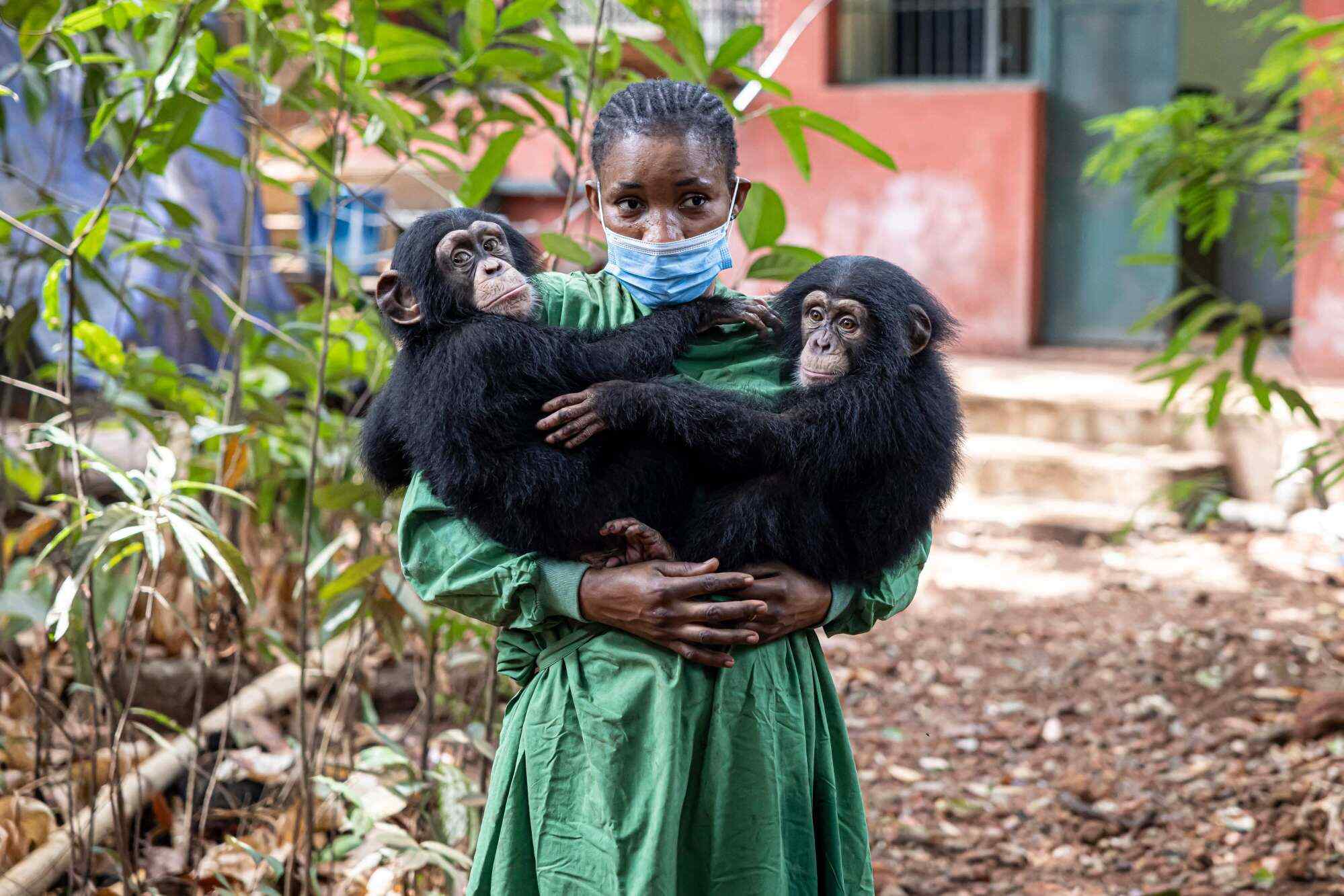 Hawa Kamara, a caretaker, holds rescued chimpanzees Esther (left) and Rio (right) at the Tacugama Chimpanzee Sanctuary in Freetown, Sierra Leone. Photo: AFP