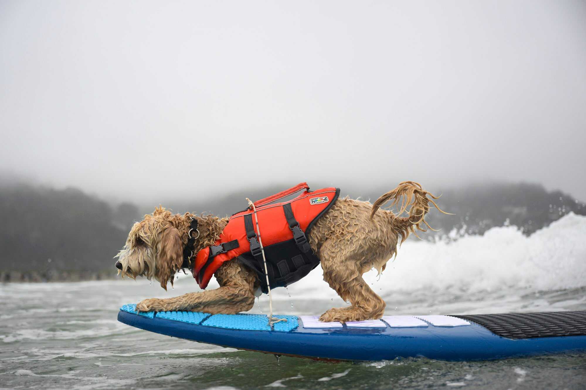 Coconut the dog catches a wave during the World Dog Surfing Championships in California. Photo: AP