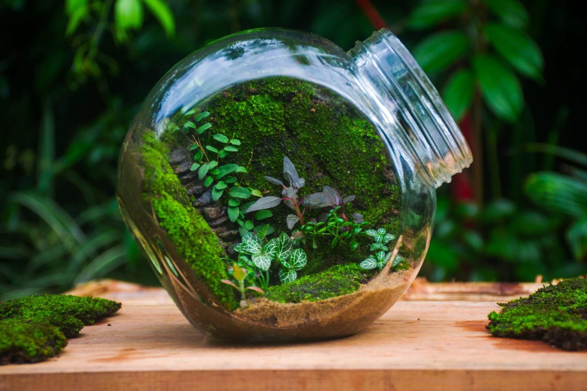 Reuse a glass jar to make this fun and cute terrarium! Photo: Shutterstock