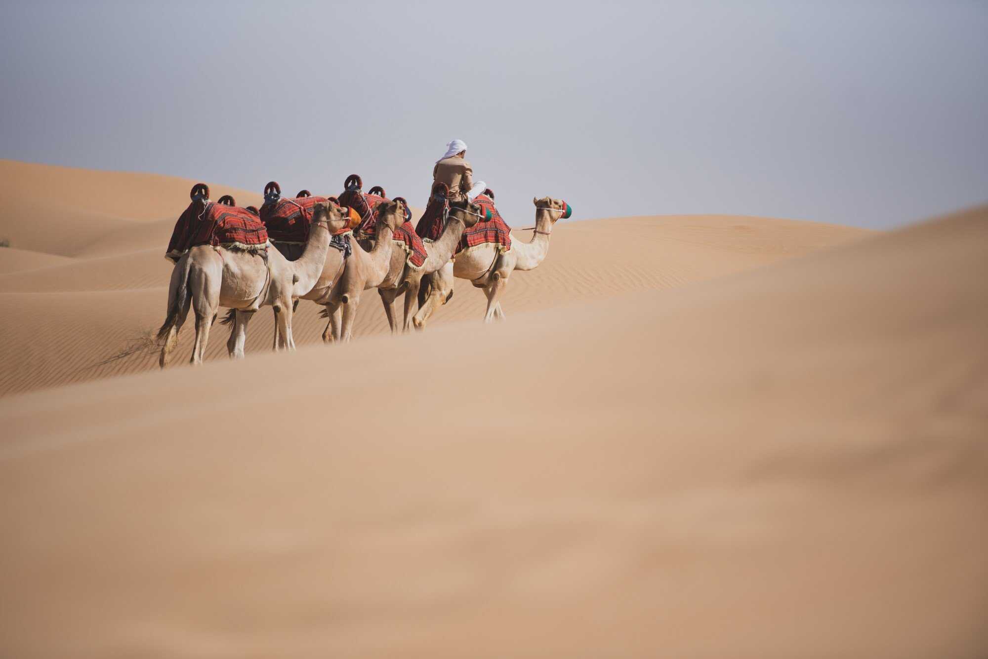 Camels in the Rub’ al Khali desert, commonly known as the Empty Quarter. Photo: Shutterstock