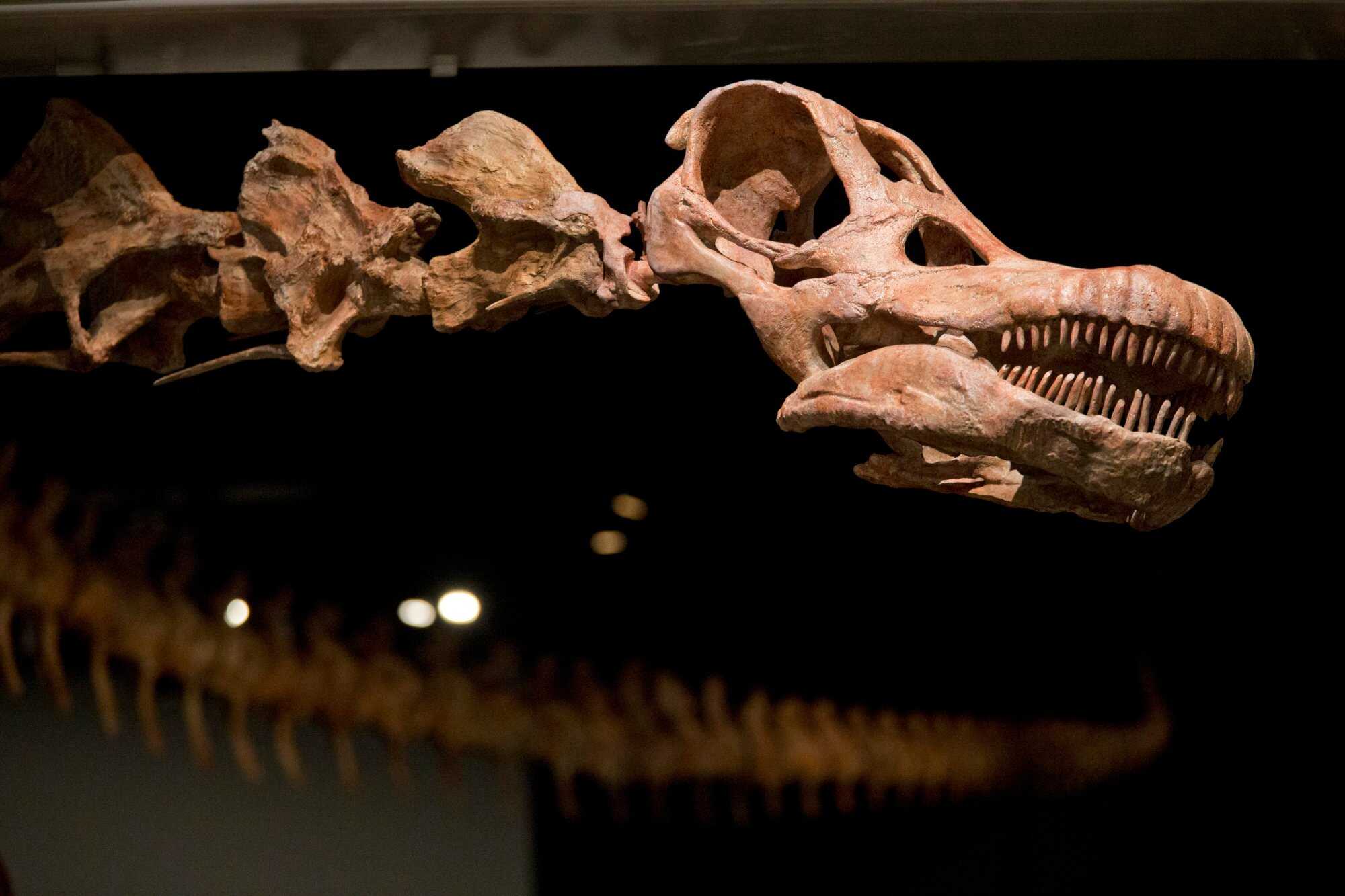 A replica of a 122-foot-long (36-metre-long) dinosaur at the American Museum of Natural History in New York, United States. Photo: AP