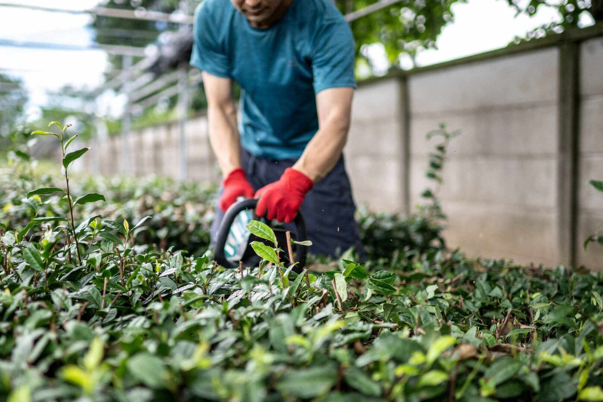 Tea farmer Masahiro Okutomi at his farm in Sayama city, Saitama prefecture, near Tokyo, Japan. Photo: AFP