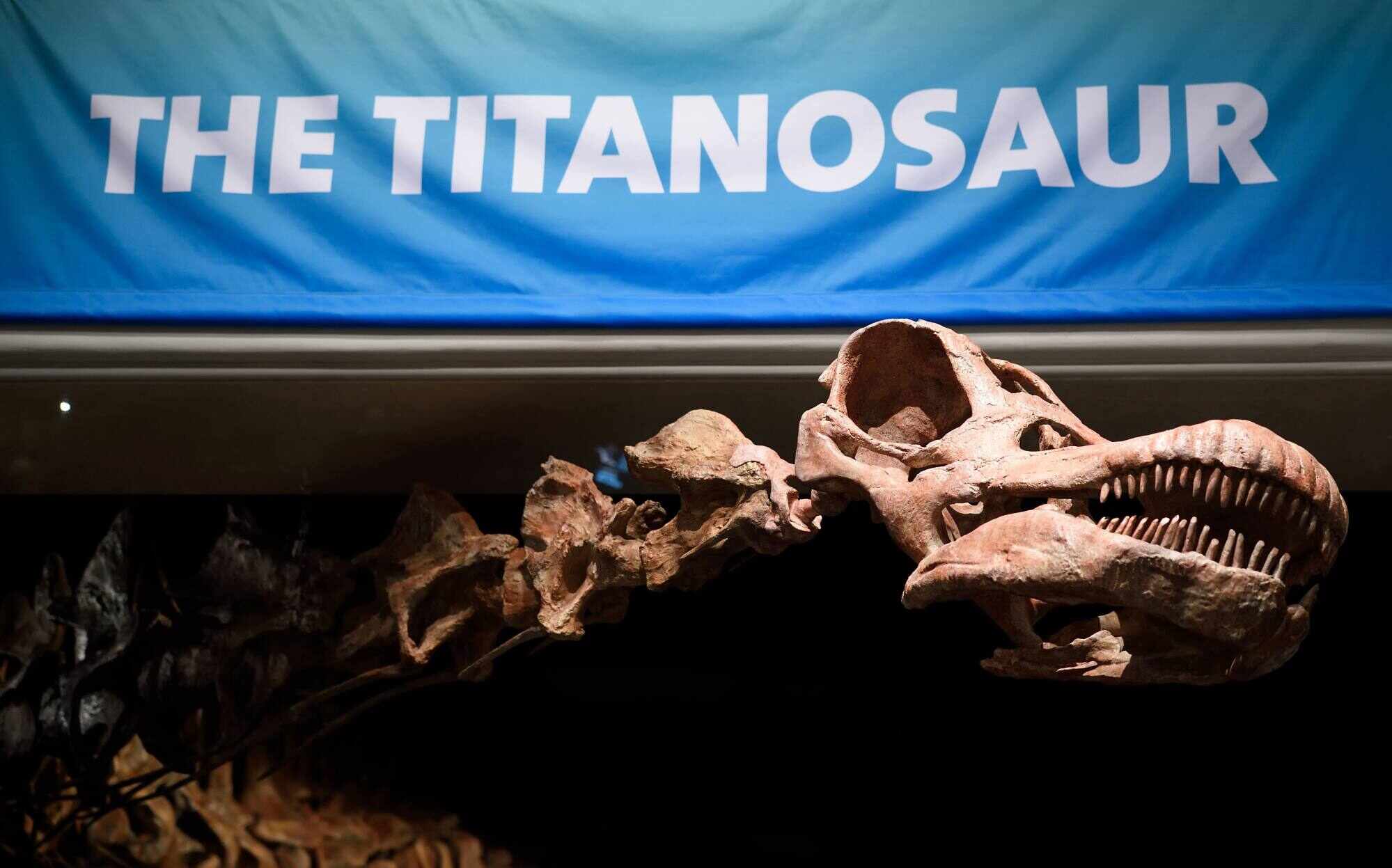 The titanosaur was discovered in 2014 in Argentina’s Patagonia region. Photo: AFP