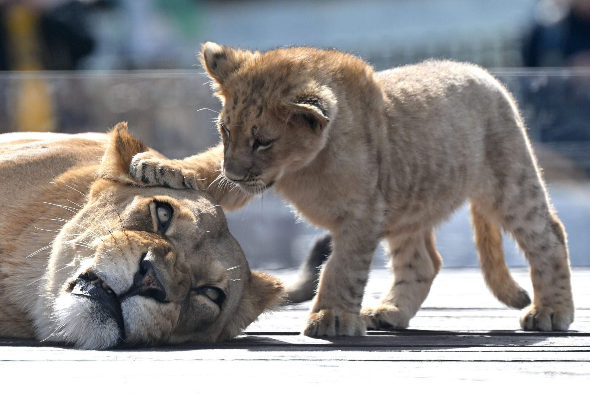 Lioness Nairibi’s cub Nyra has made her public debut at the National Zoo and Aquarium in Canberra, Australia. Photo: EPA
