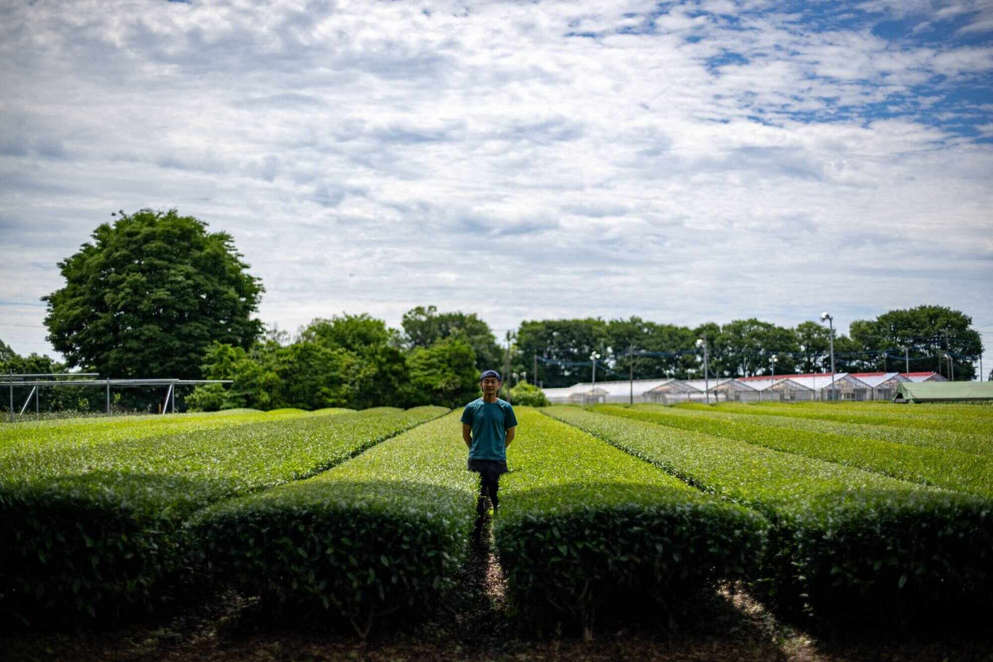 Masahiro Okutomi at his tea field in Sayama. Photo: AFP