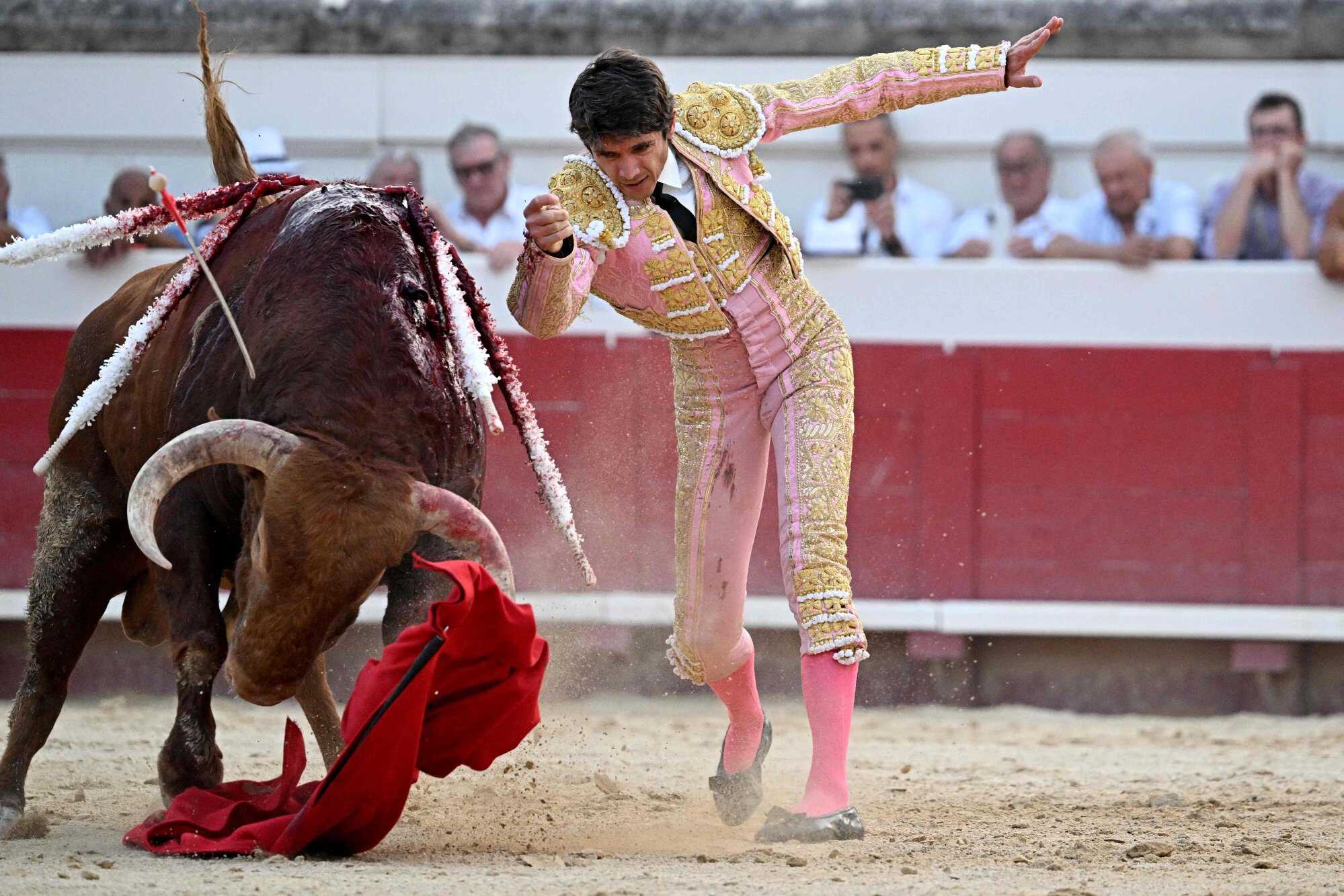 French matador Sebastien Castella performs a pass on a fighting bull in Beziers, southern France. Photo: AFP
