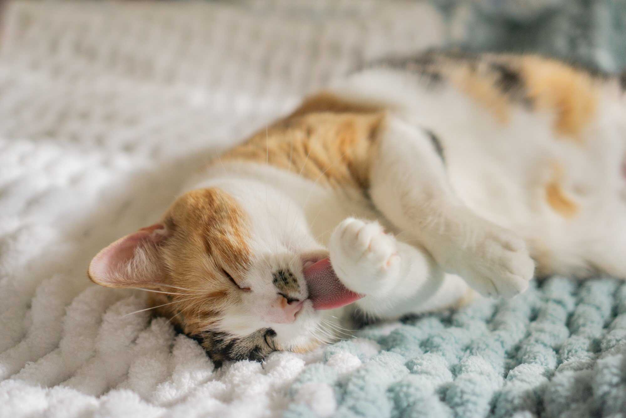 It is a myth that animal fur is the main cause of allergies. Photo: Shutterstock