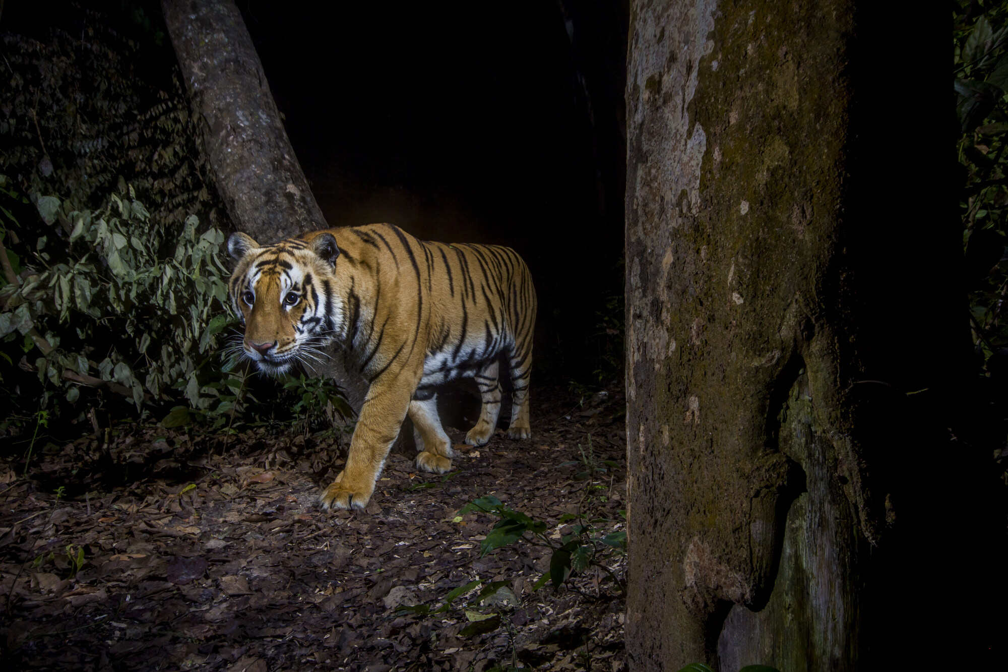 A tiger in Bardia National Park, Nepal. Photo: Handout