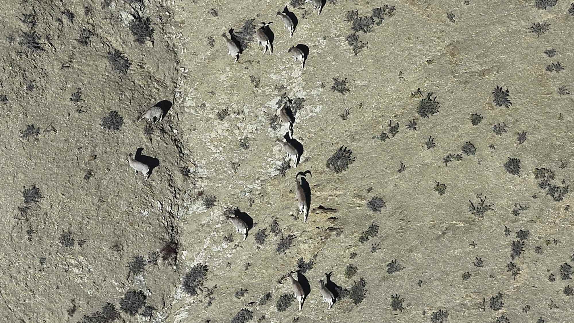 Aerial view of blue sheep captured using a drone in Upper Dolpo, Nepal. Photo: Gokarna Jung Thapa