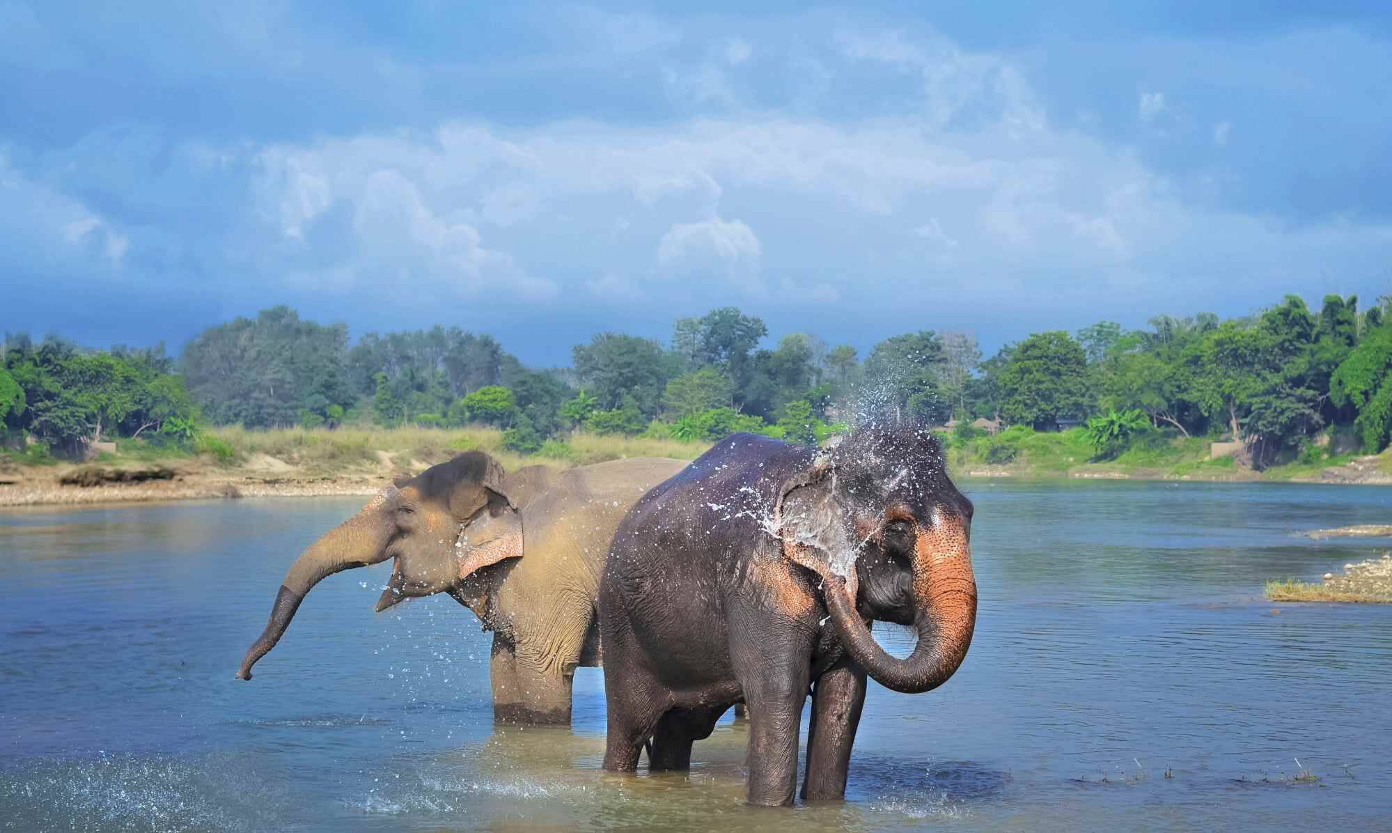 Elephants in Chitwan National Park, Nepal. Photo: Handout