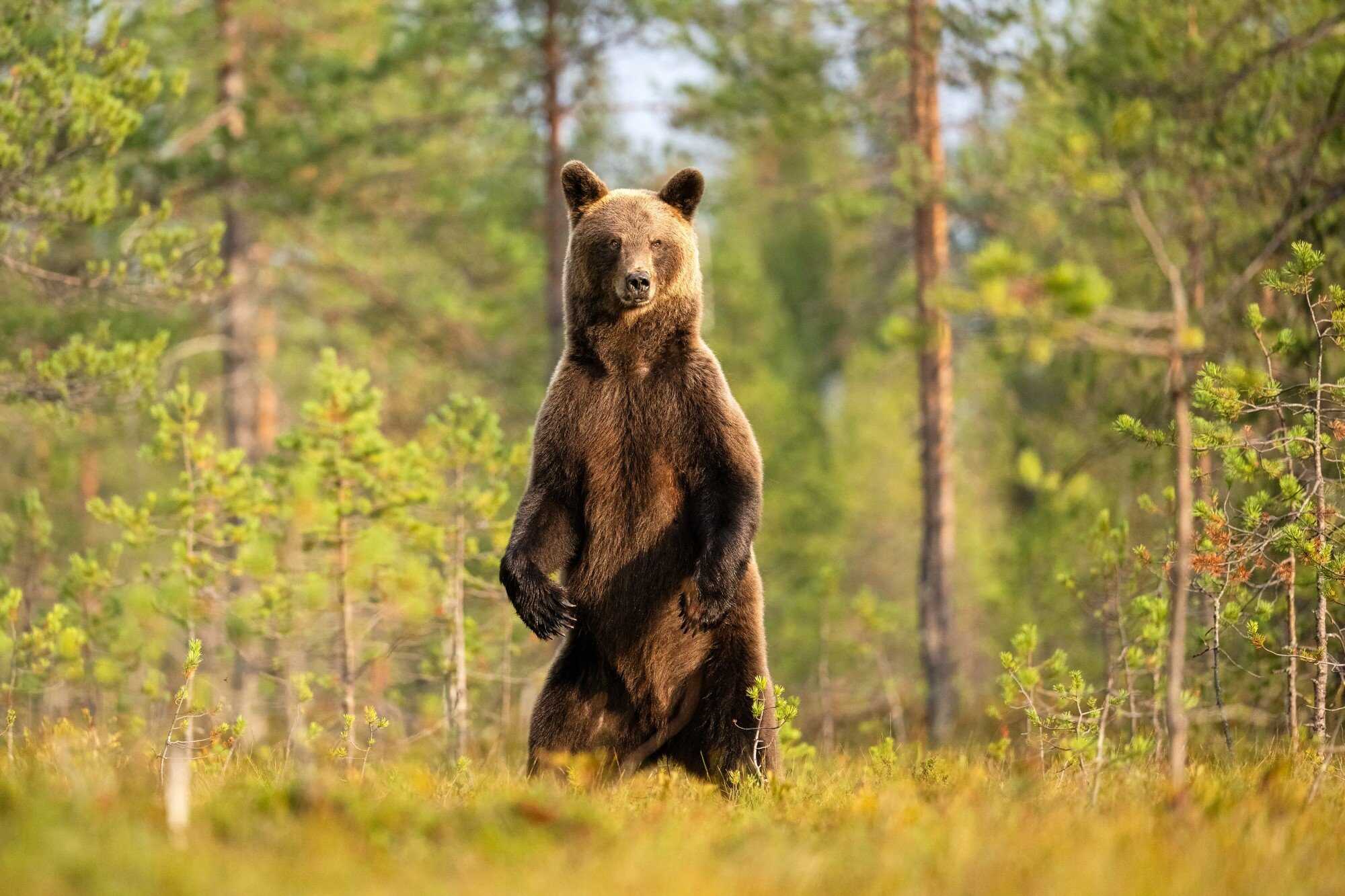 Could you bear being a bear? Photo: Shutterstock