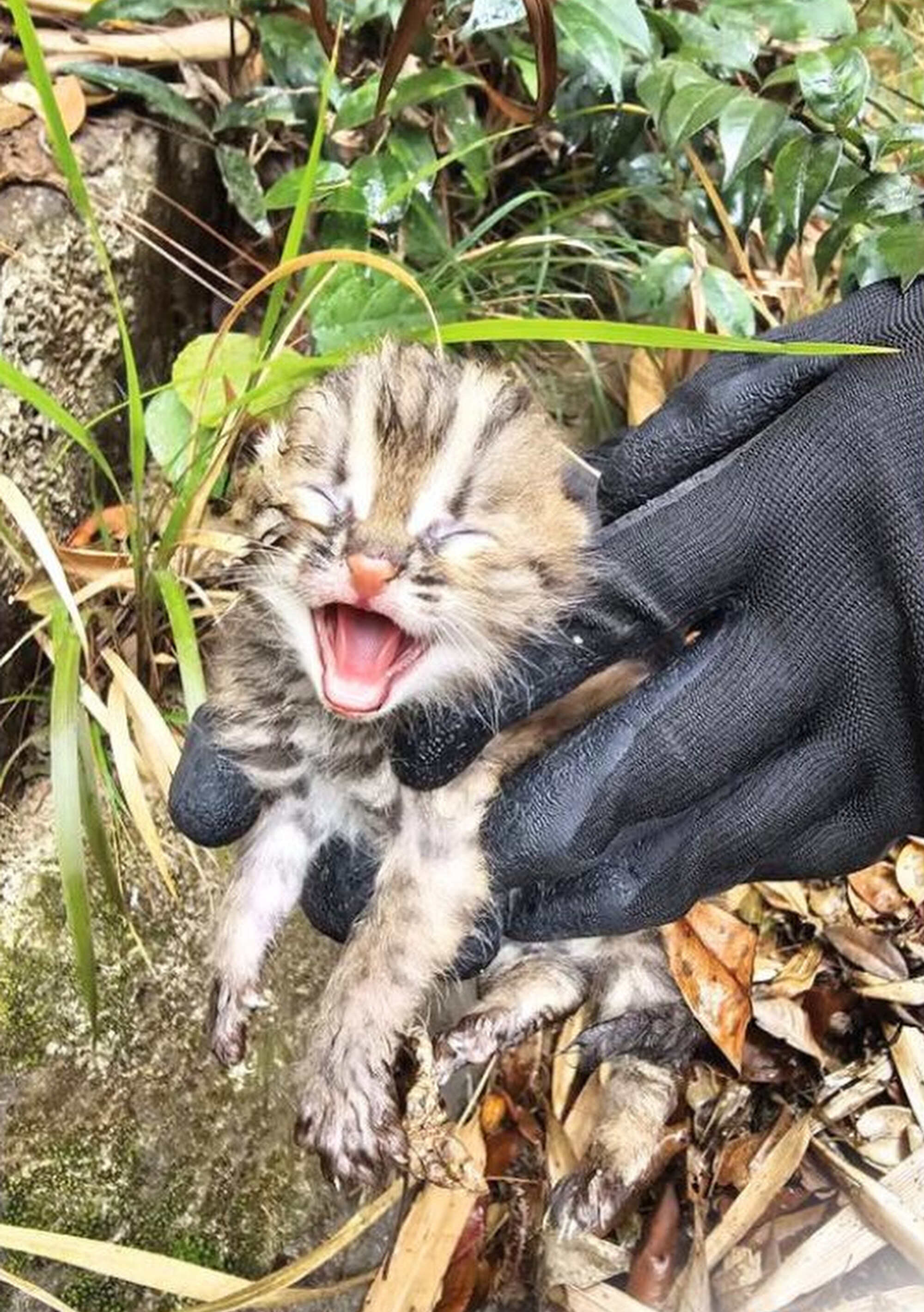 A baby leopard cat spotted by hikers in April was rehabilitated by Kadoorie Farm and will hopefully be released back into the wild soon. Photo: Handout
