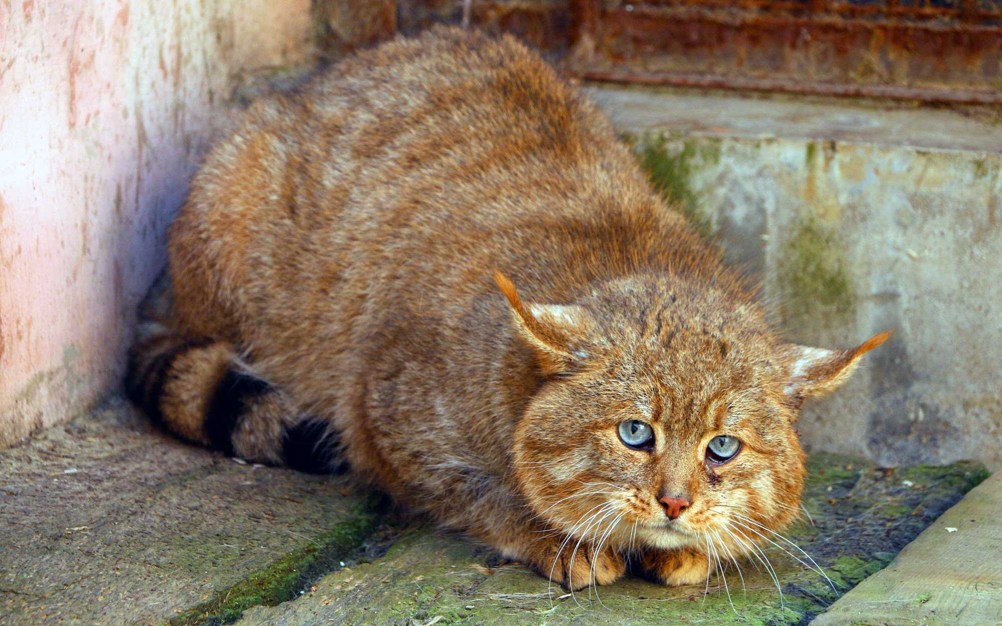 Don’t be fooled, the Chinese mountain cat is no house pet. Photo: Shutterstock