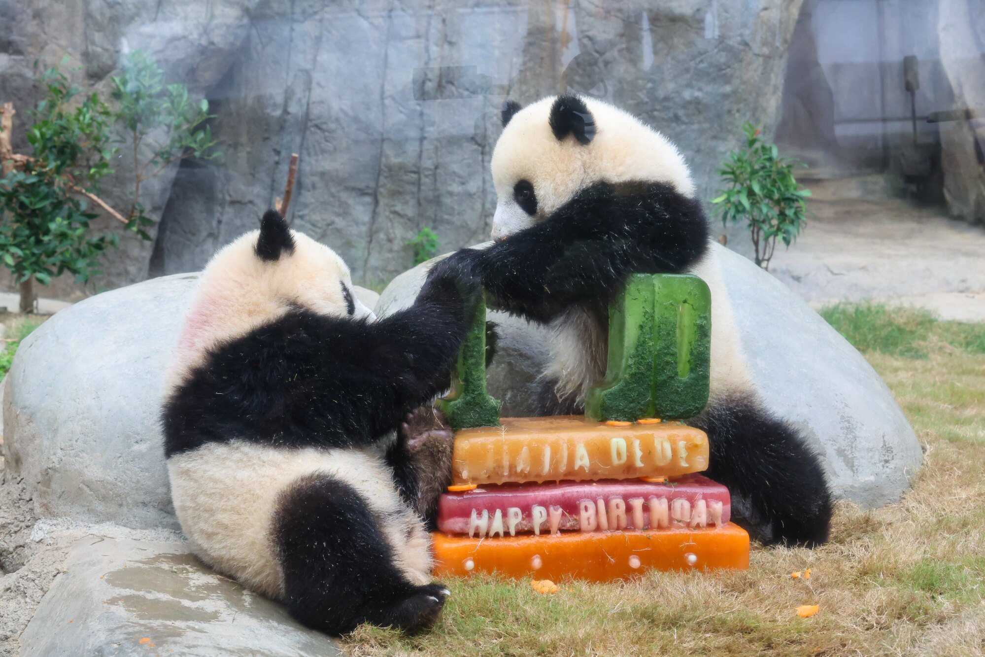 Twin Giant panda cubs, Jia Jia and De De, enjoy their birthday cake at Ocean Park. Photo: Dickson Lee